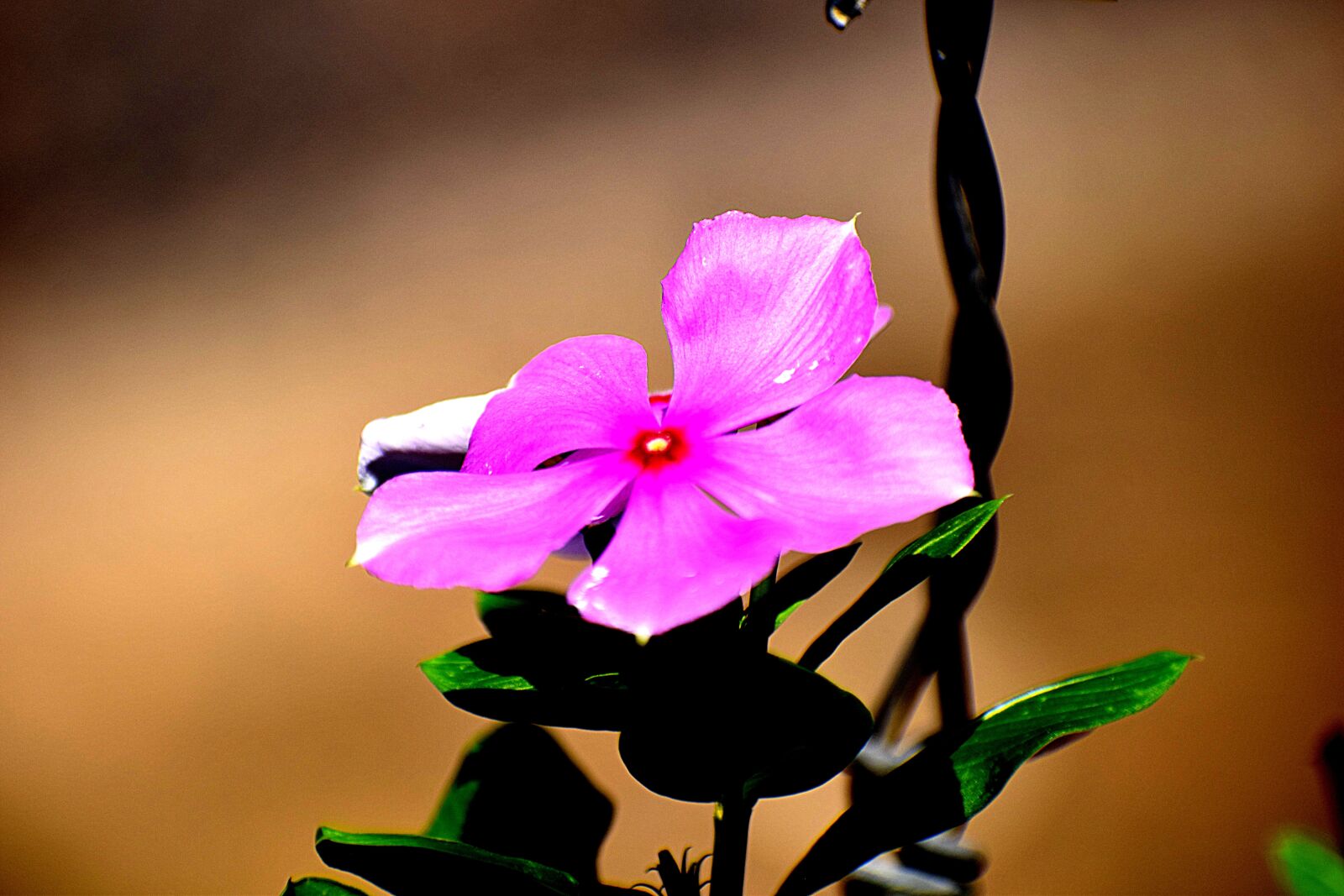 Nikon D3300 sample photo. Fantastic, flower, nature photography