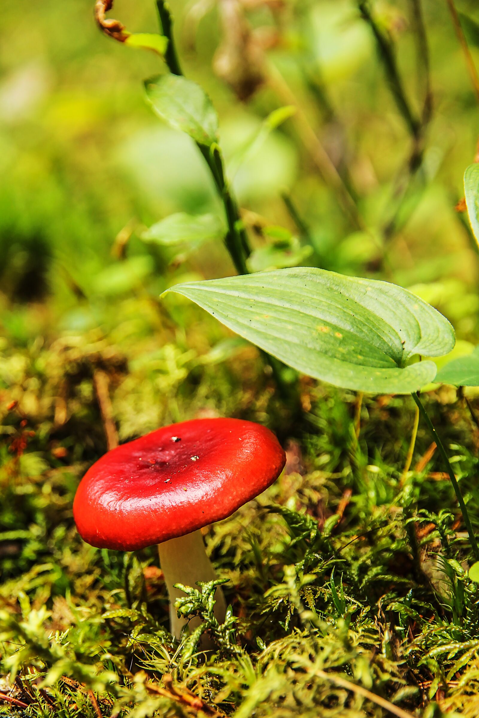 Canon EOS 60D + Canon EF-S 15-85mm F3.5-5.6 IS USM sample photo. Red, mashroom, jungle photography