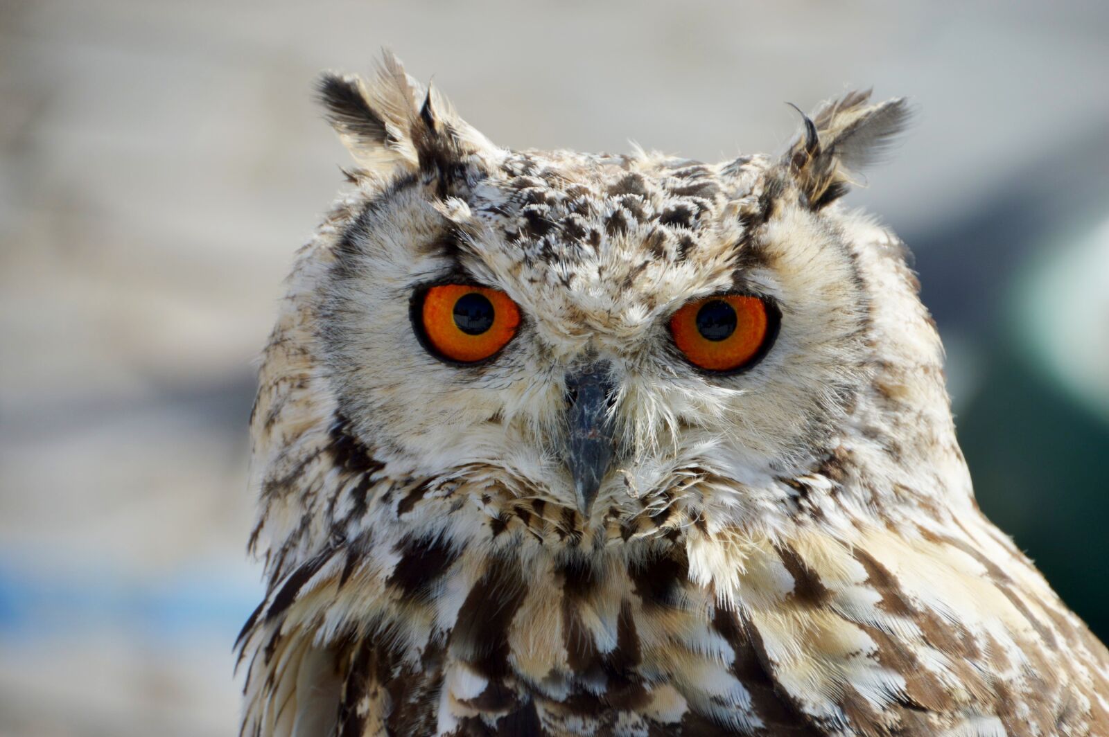 Nikon D3200 sample photo. Animal, owl, pen photography