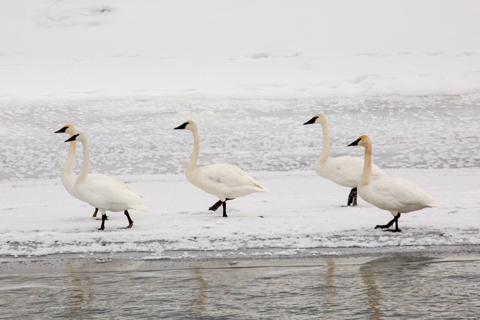 Canon EF 100-400mm F4.5-5.6L IS USM sample photo. Trumpeter swans, snow, winter photography