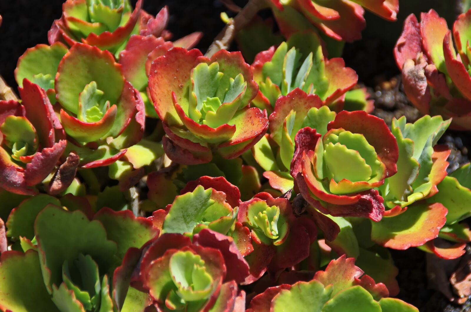 Pentax K-5 sample photo. Lanzarote, succulent, persistent photography