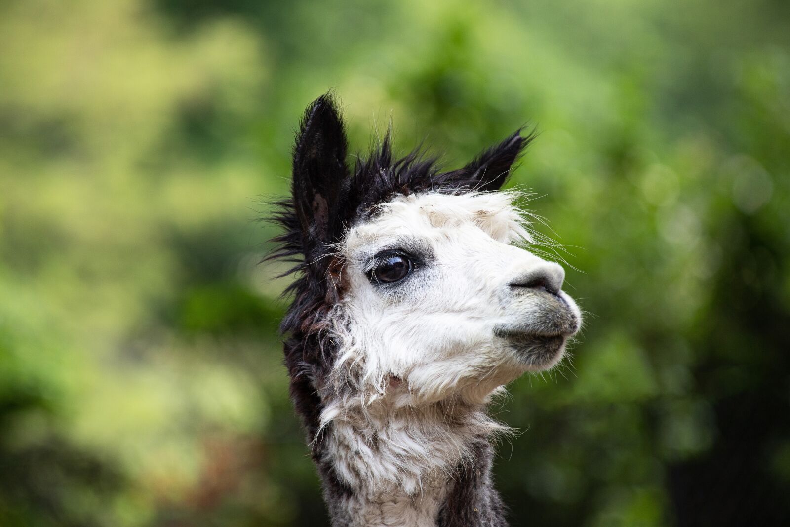 Canon EOS 6D Mark II sample photo. Alpaca, mammal, animal photography