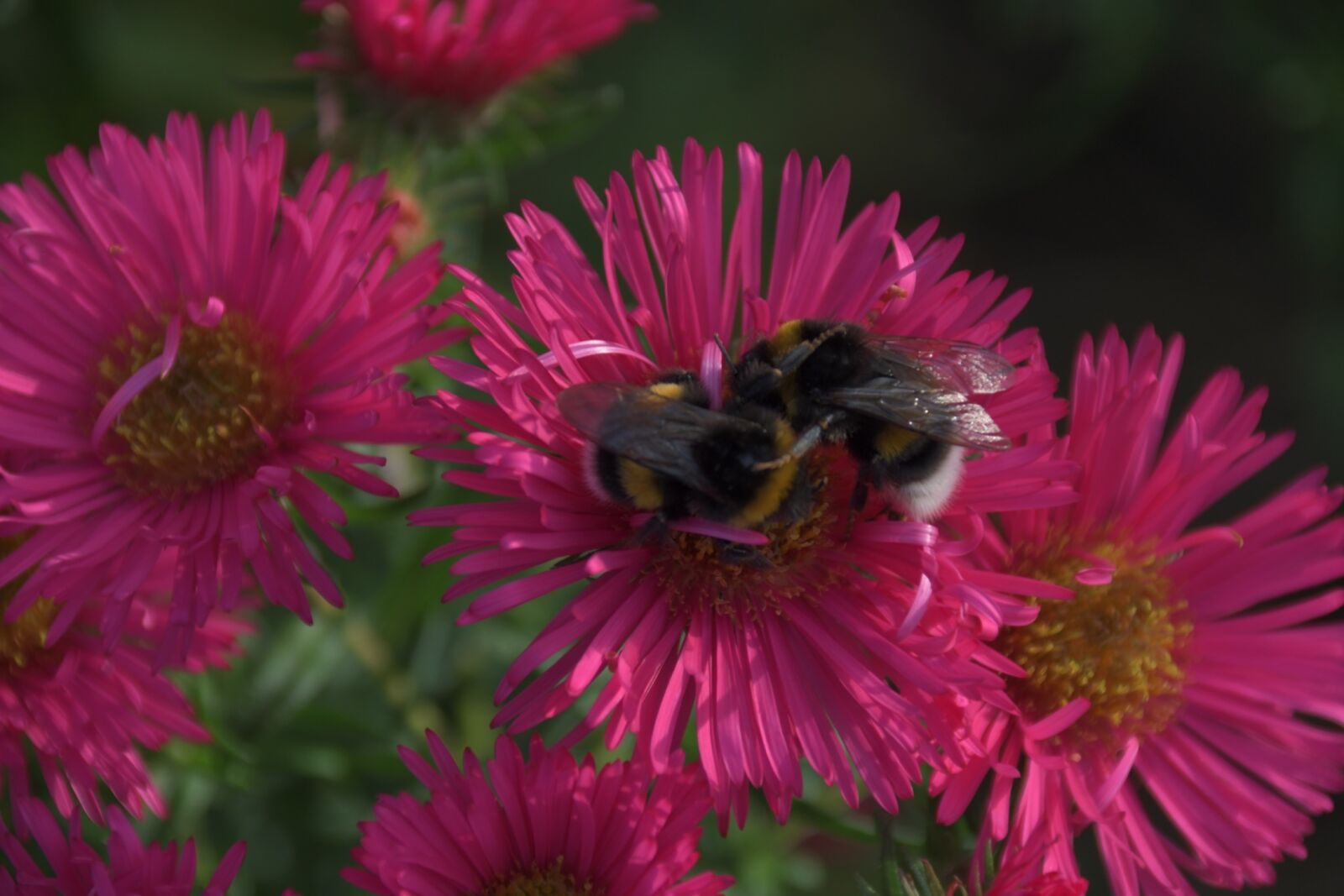 Nikon D7500 sample photo. Flower, late summer, blossom photography