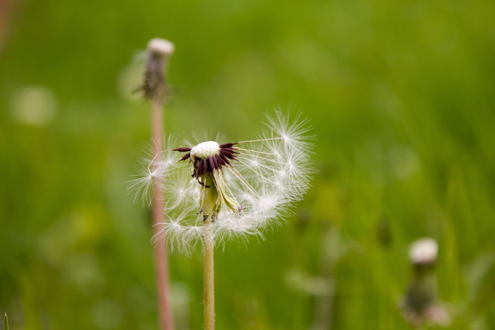 Canon EF-S 18-55mm F3.5-5.6 IS sample photo. Plant, green, dandelion photography
