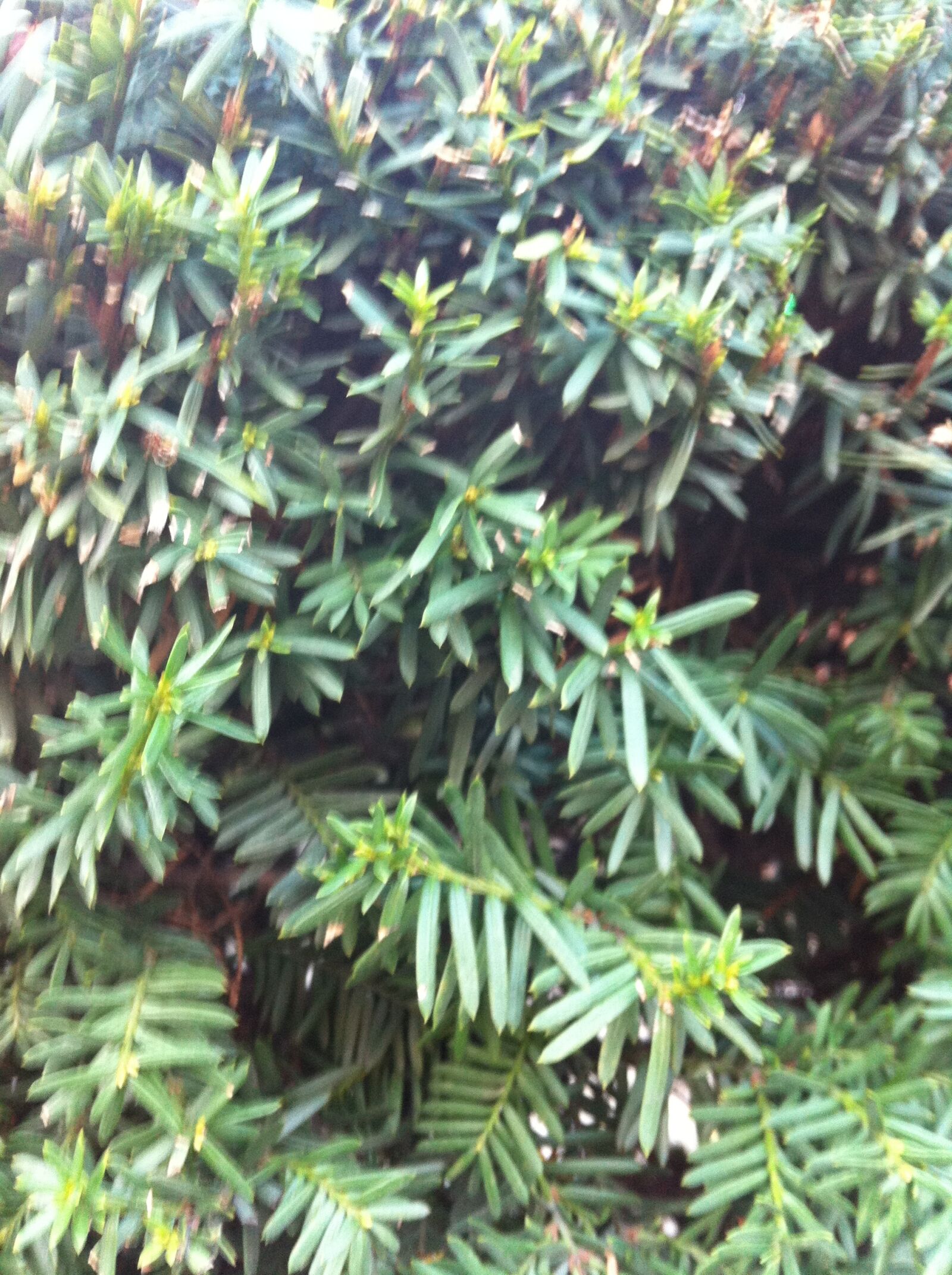 Apple iPhone 4 sample photo