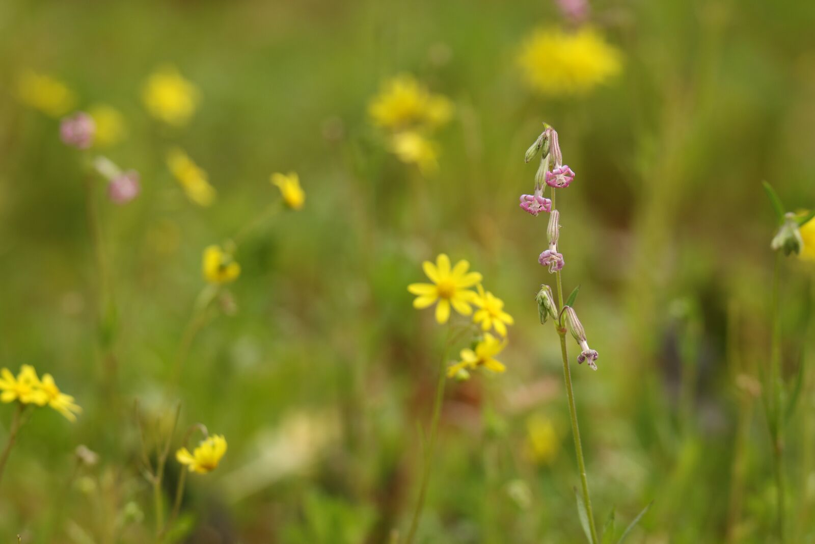 Canon EOS 7D Mark II sample photo. Flowers, purple, yellow photography