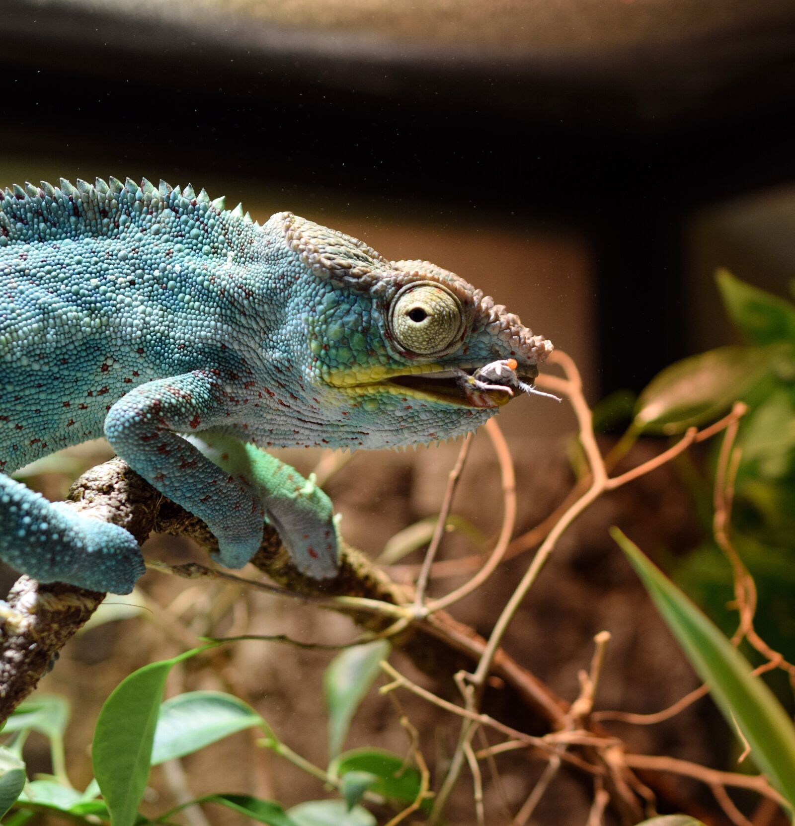 Nikon D5300 sample photo. Chameleon, panther chameleon, schuppenkriechtier photography