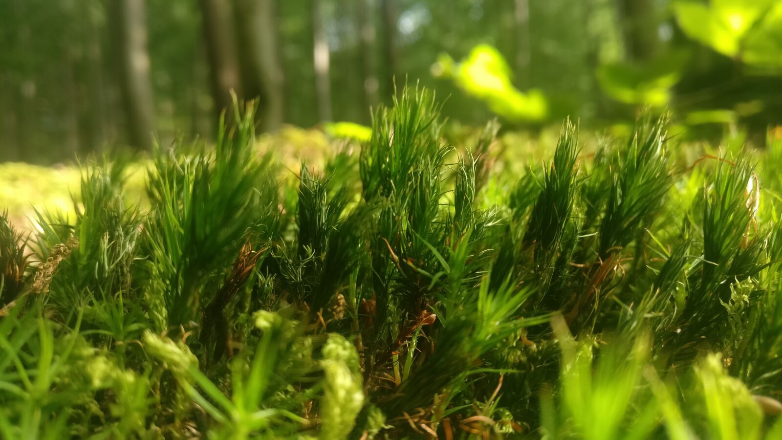 OnePlus A3003 sample photo. Moss, nature photography