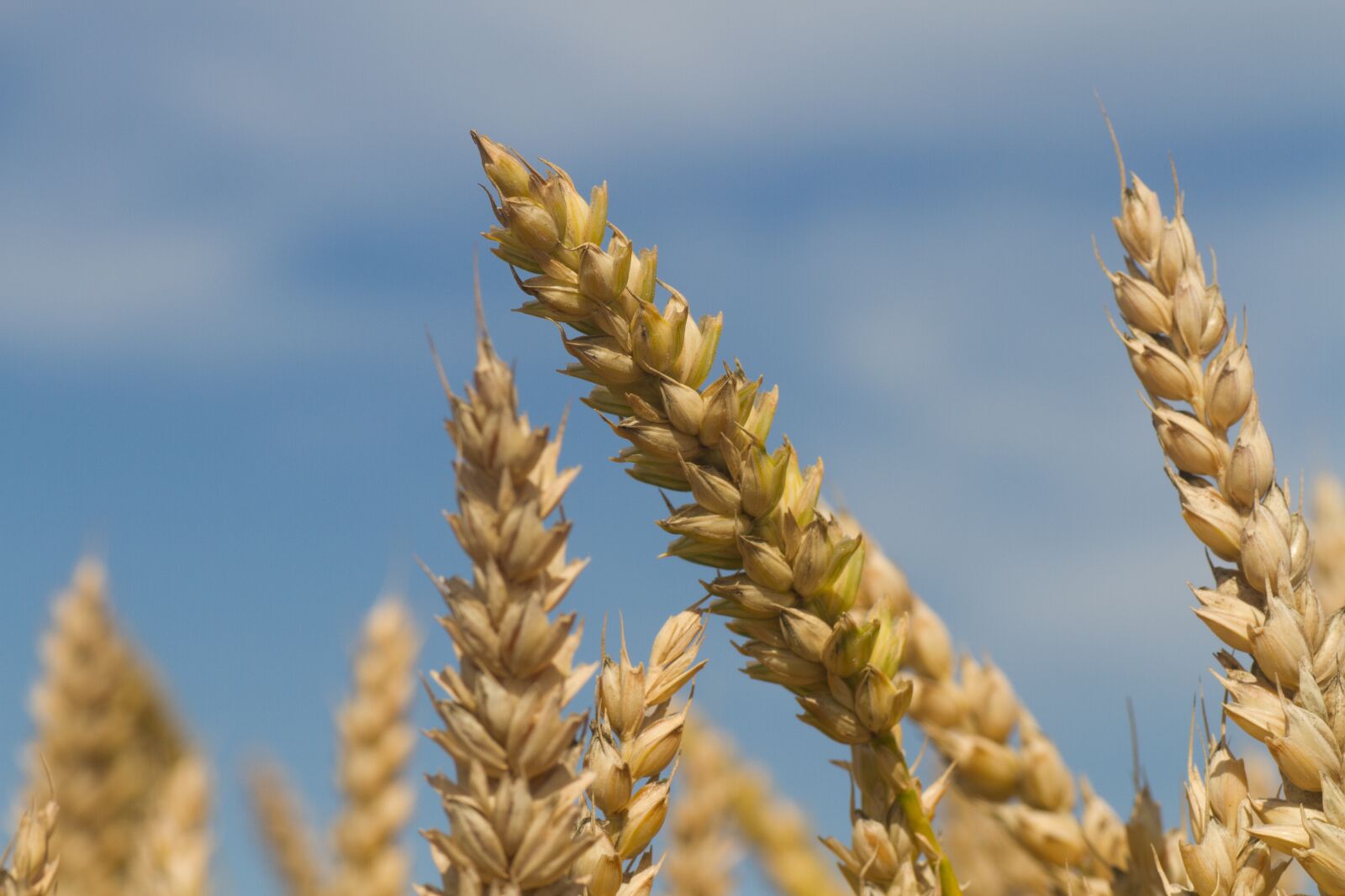 Tamron SP 90mm F2.8 Di VC USD 1:1 Macro sample photo. Wheat, crop, agriculture photography