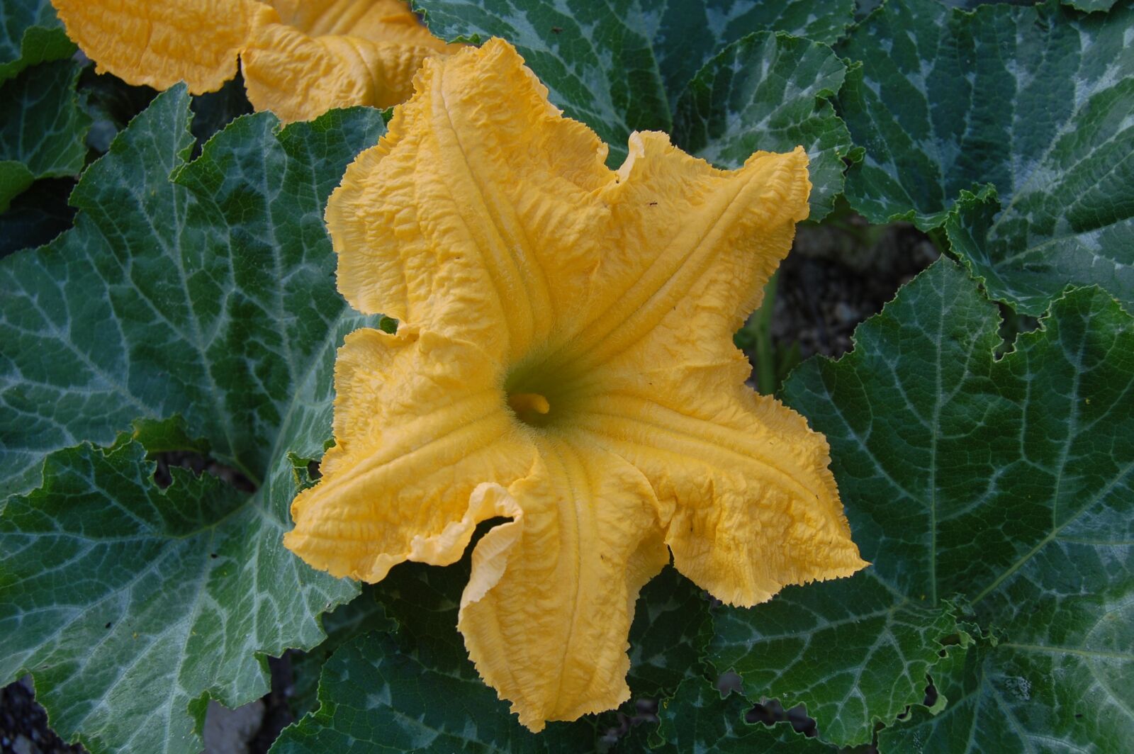 Nikon D40 sample photo. Pumpkin flower, vegetables, greens photography