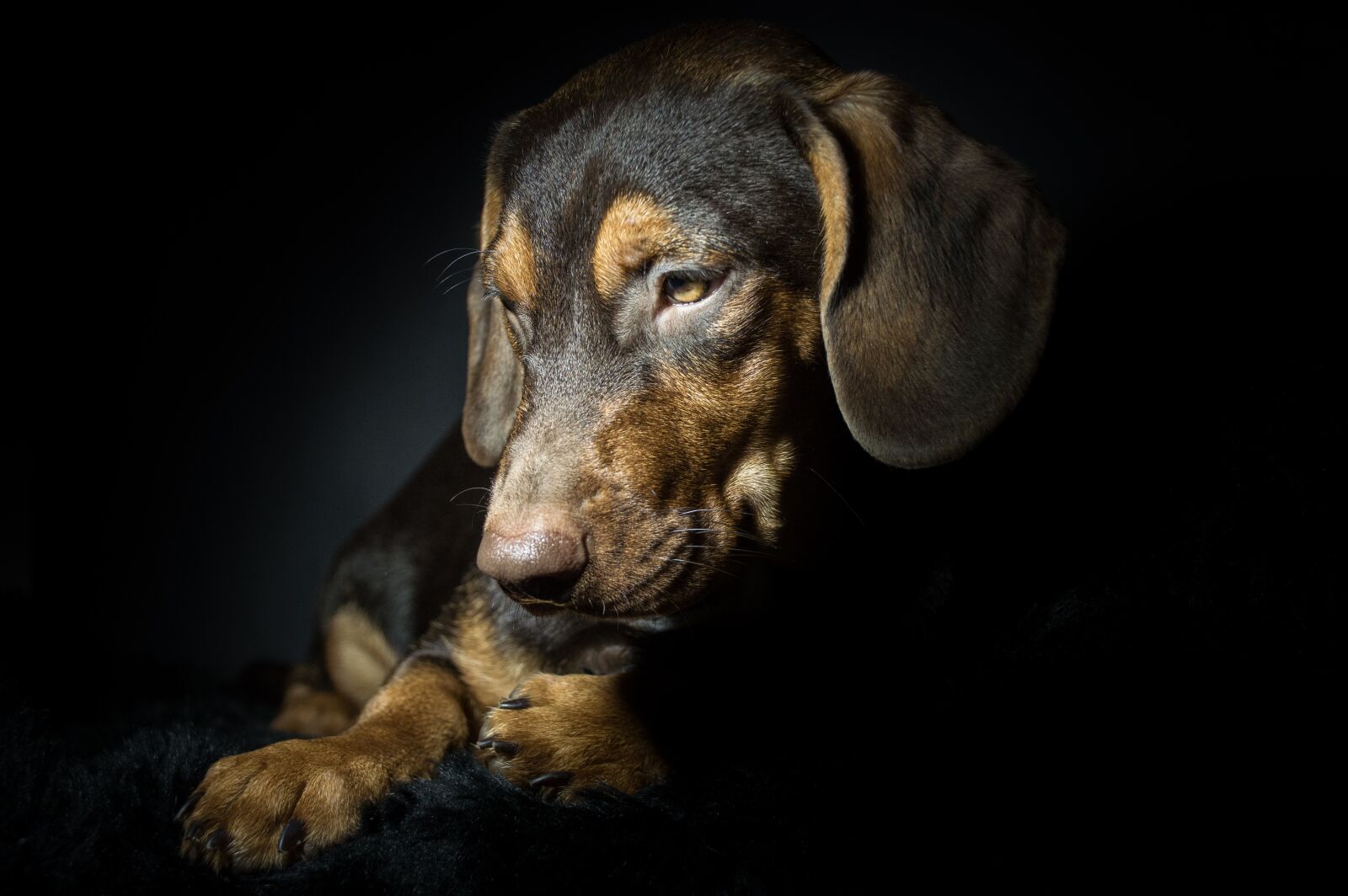 Nikon D3200 sample photo. Dog, pet, puppy photography