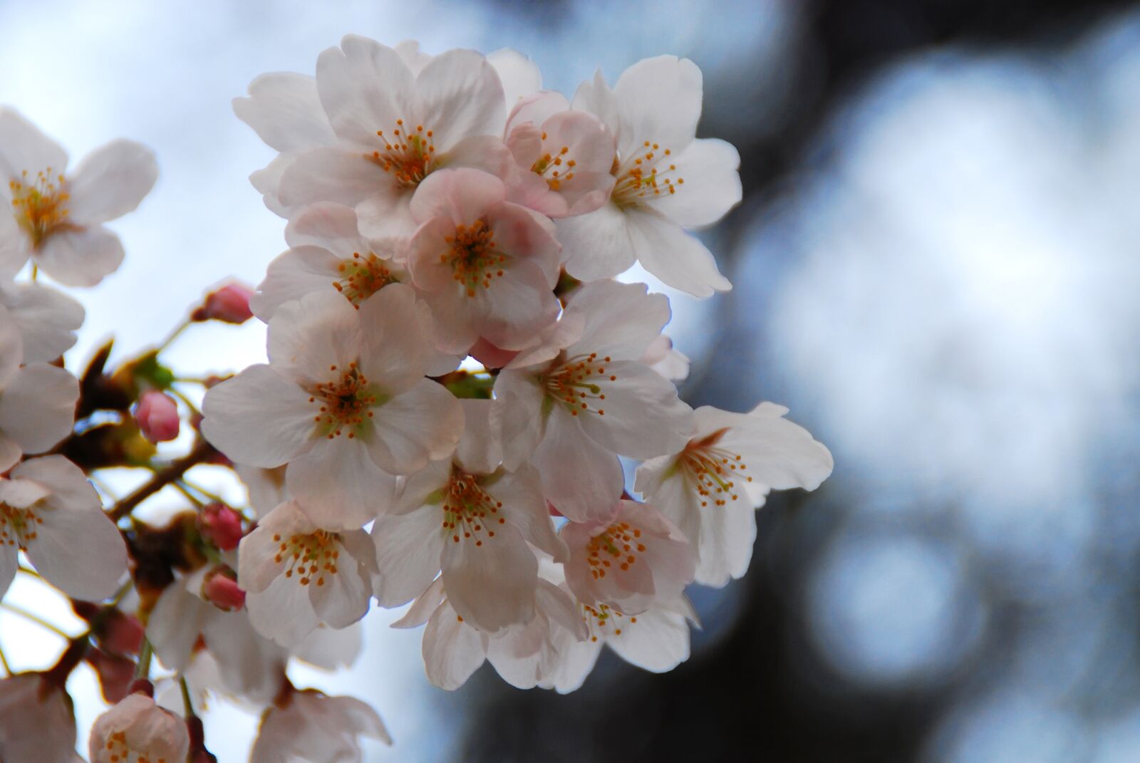 Nikon D40X sample photo. Flower, cherry blossoms, spring photography