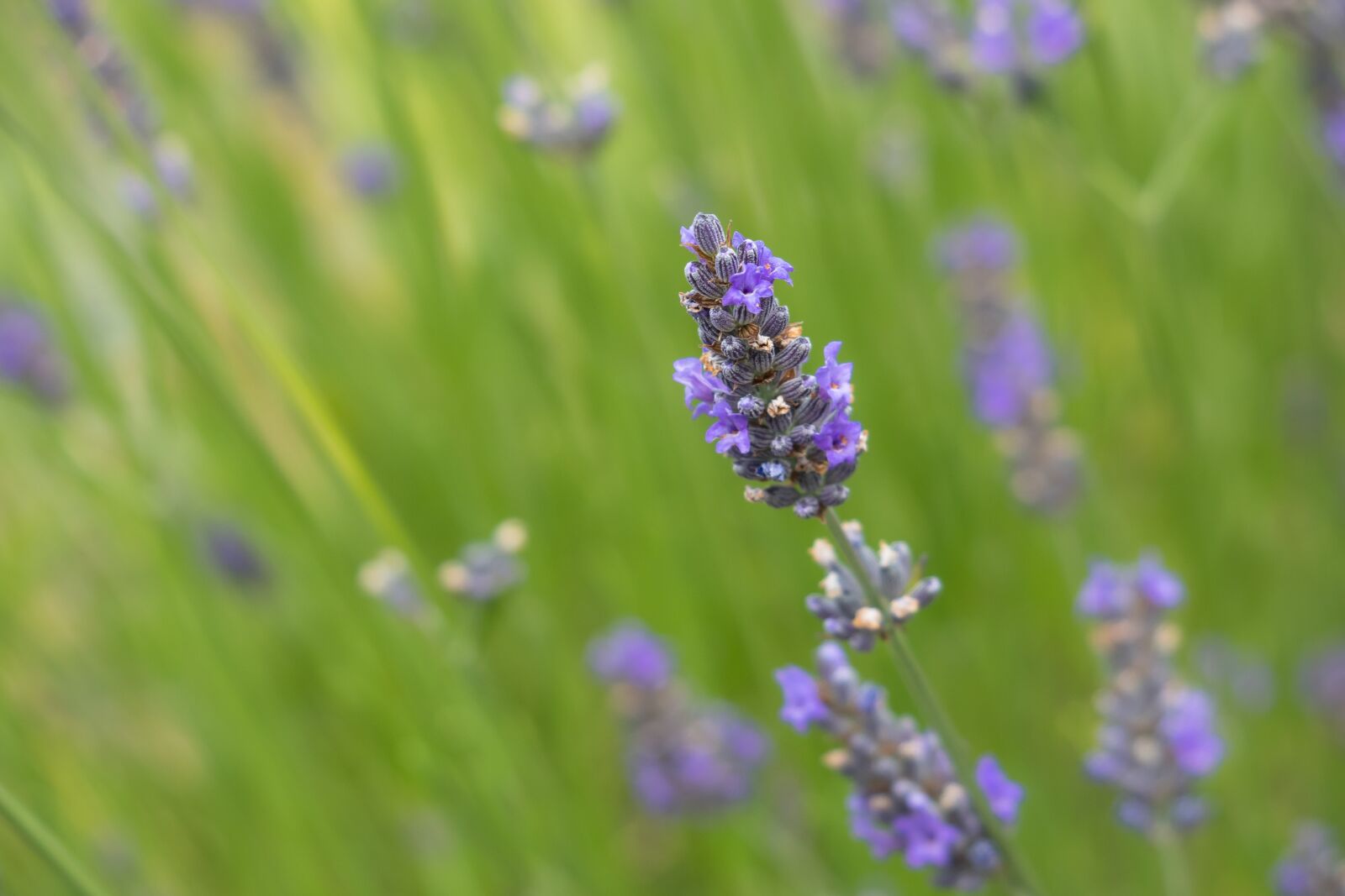 Canon PowerShot G3 X sample photo. Lavender, medicinal plant, herb photography