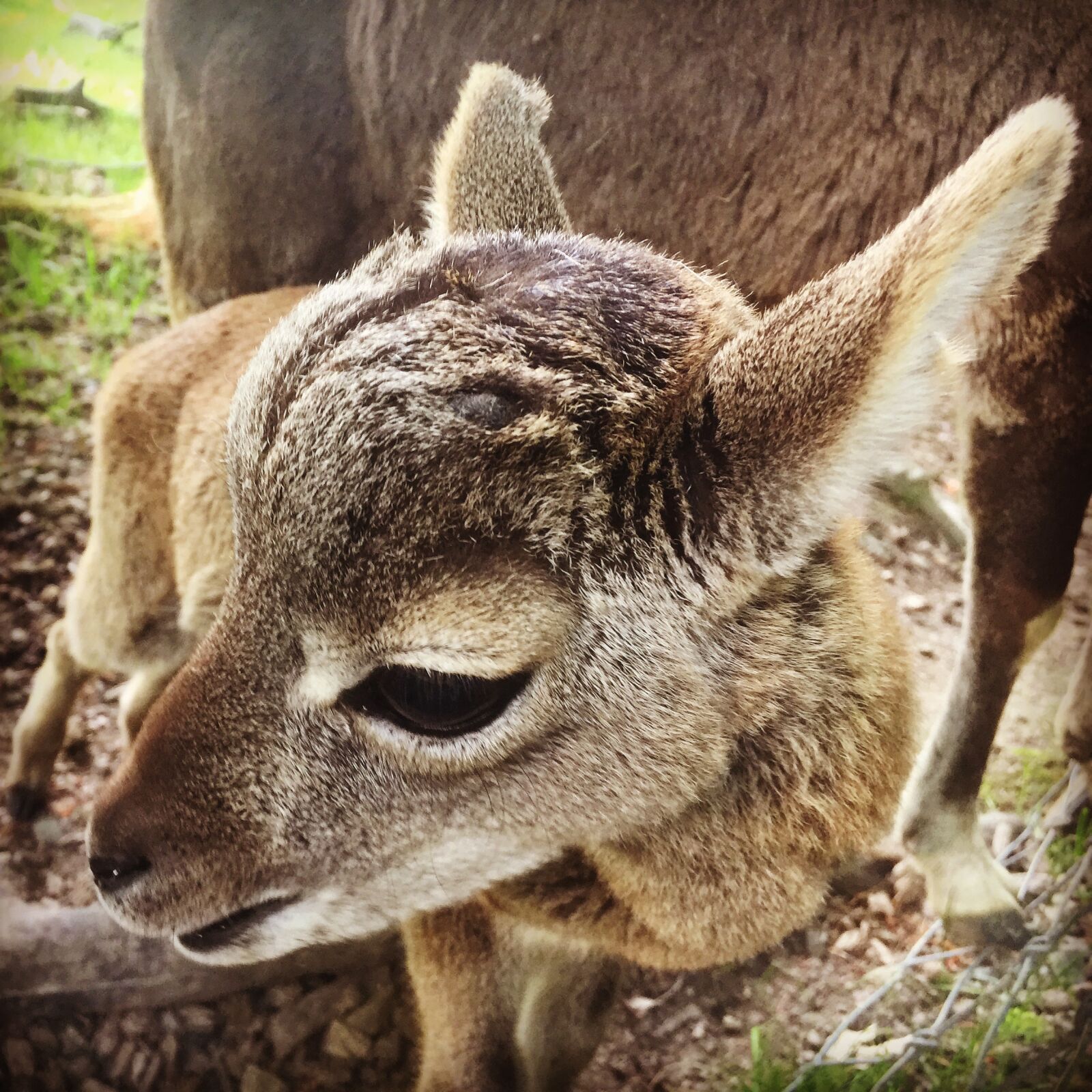 iPhone 6 Plus back camera 4.15mm f/2.2 sample photo. Animal, roe, cuteness photography
