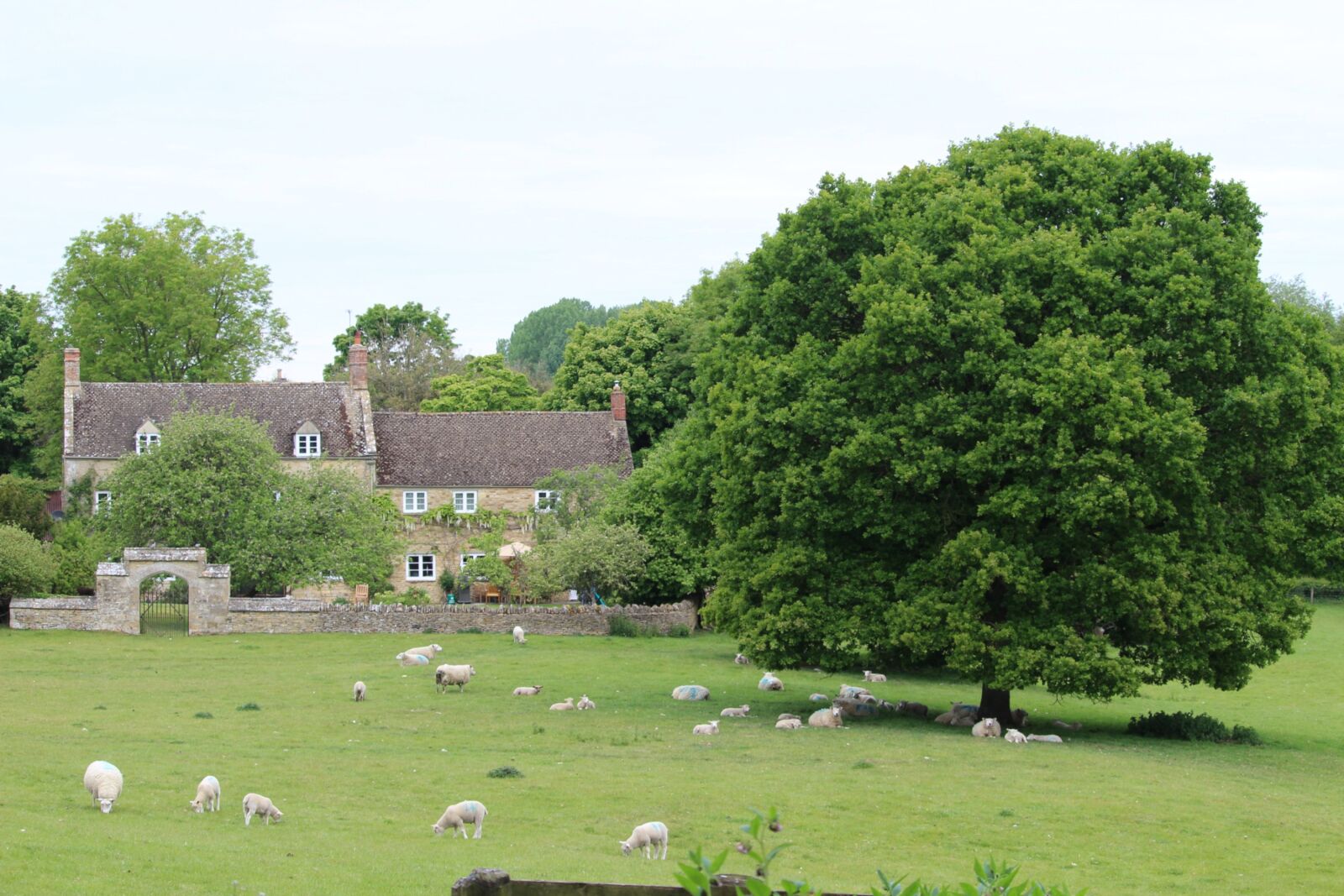 Canon EF-S 55-250mm F4-5.6 IS STM sample photo. Farm, oak, parkland photography