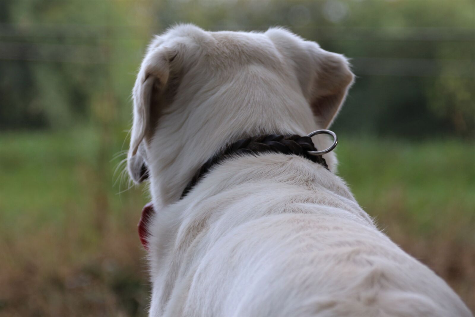 Canon EOS 700D (EOS Rebel T5i / EOS Kiss X7i) sample photo. Dog, labrador, pet photography
