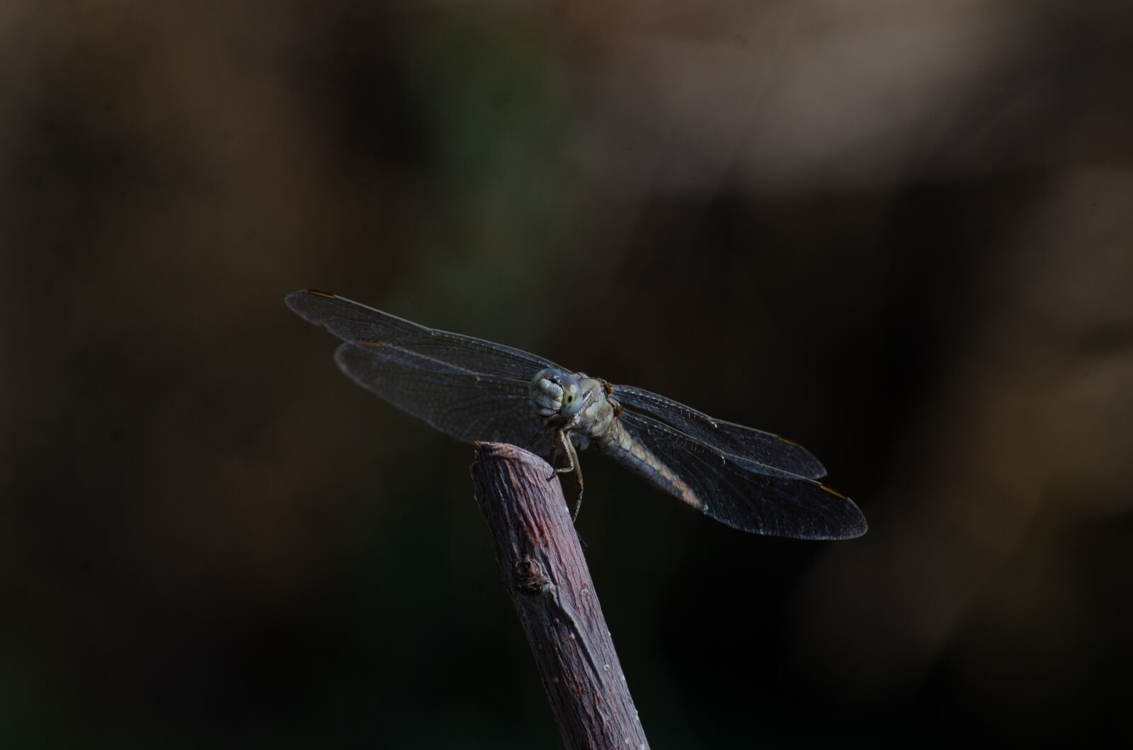 Nikon D7000 + AF Nikkor 70-210mm f/4-5.6 sample photo