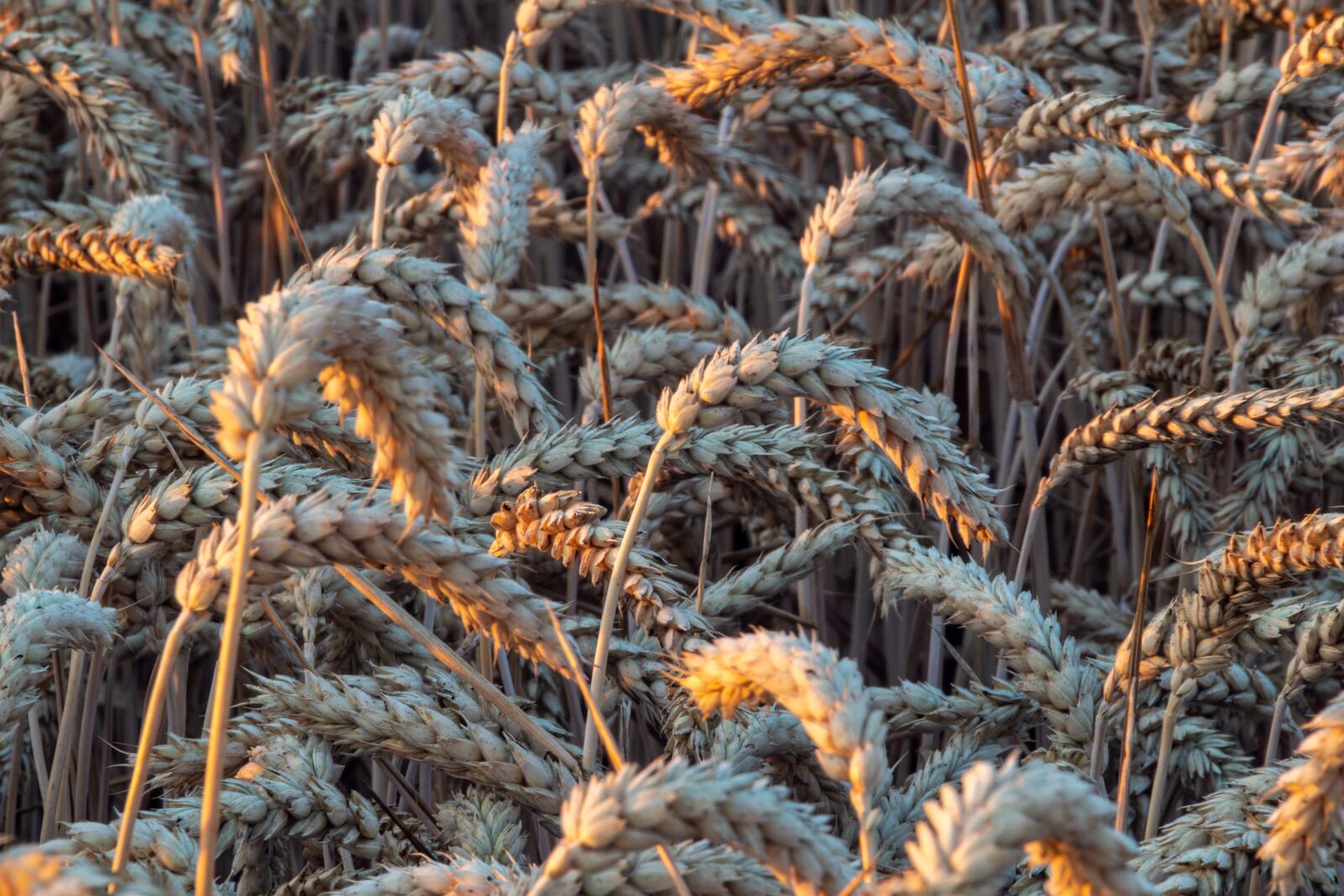 Canon EOS 100D (EOS Rebel SL1 / EOS Kiss X7) sample photo. Corn, field, harvest photography
