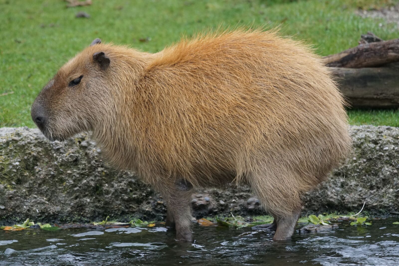 Sony 70-400mm F4-5.6 G SSM sample photo. Capybara, rodent, herbivores photography