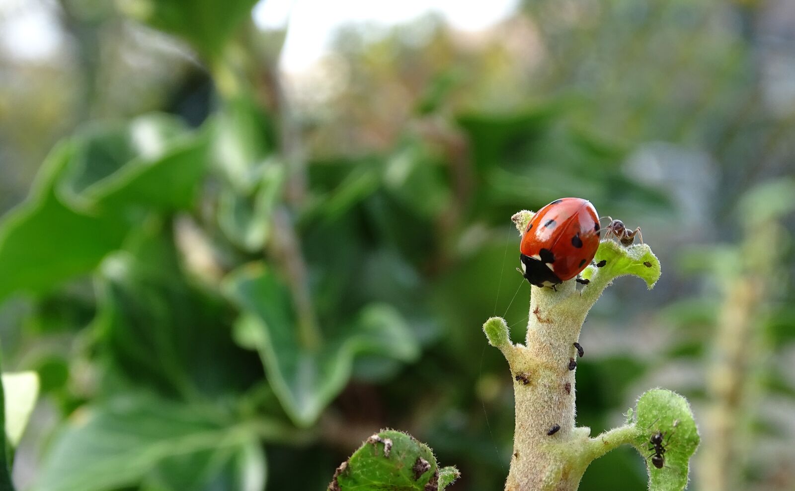 Sony Cyber-shot DSC-HX400V sample photo. Ladybug, beetle, insect photography