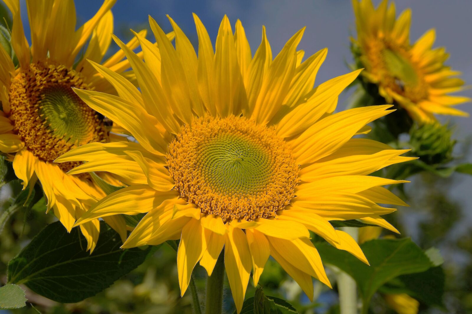 Sony SLT-A58 sample photo. Sunflower, yellow, the shining photography