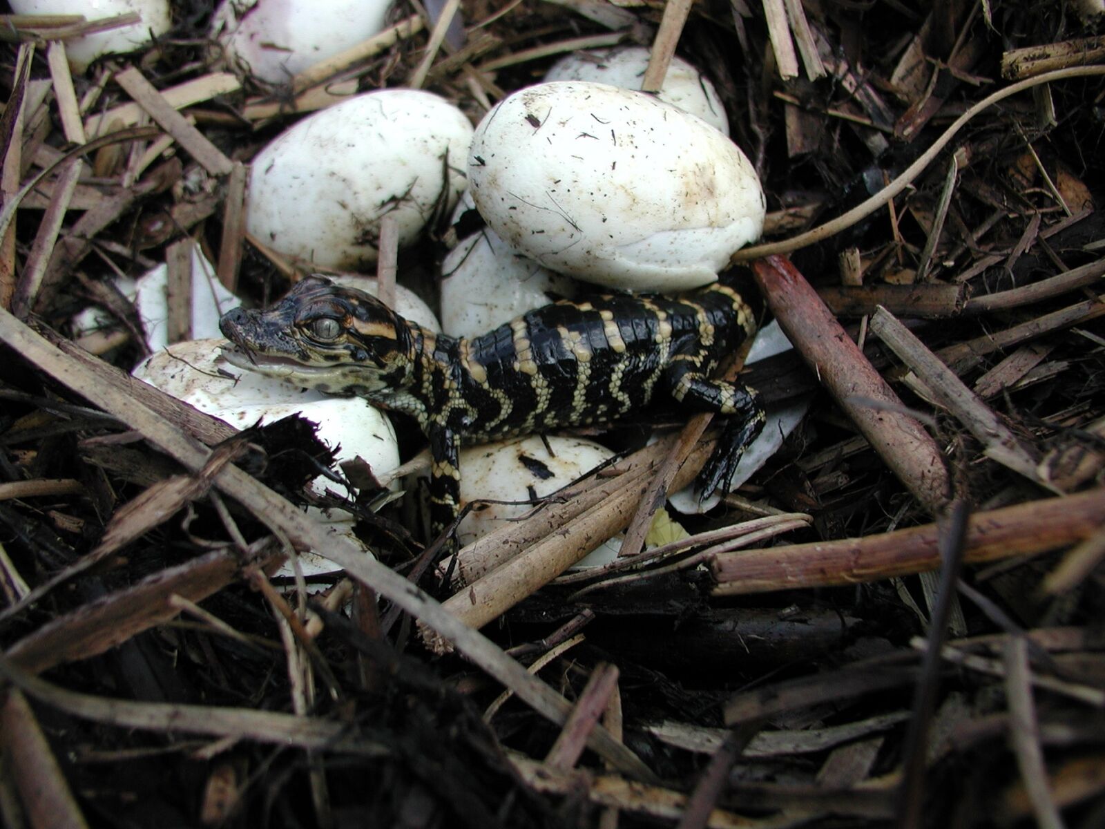 Olympus C3040Z sample photo. Baby alligator, hatched, eggs photography