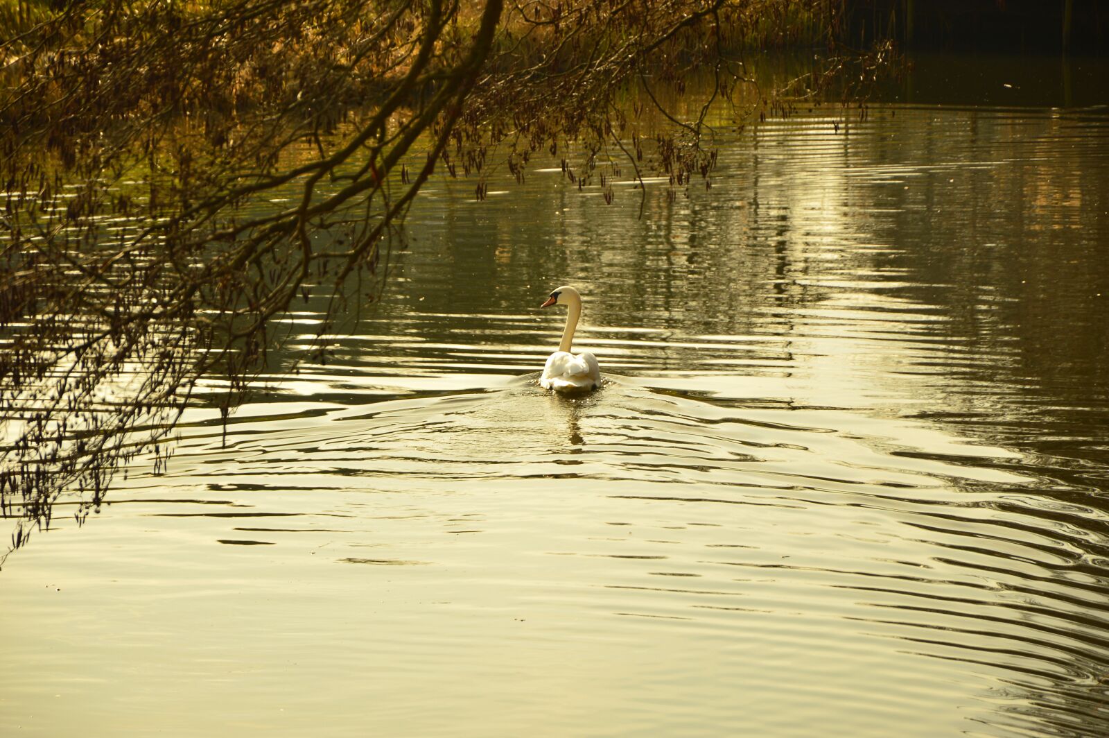 Nikon D3200 sample photo. Lake, water, swan photography