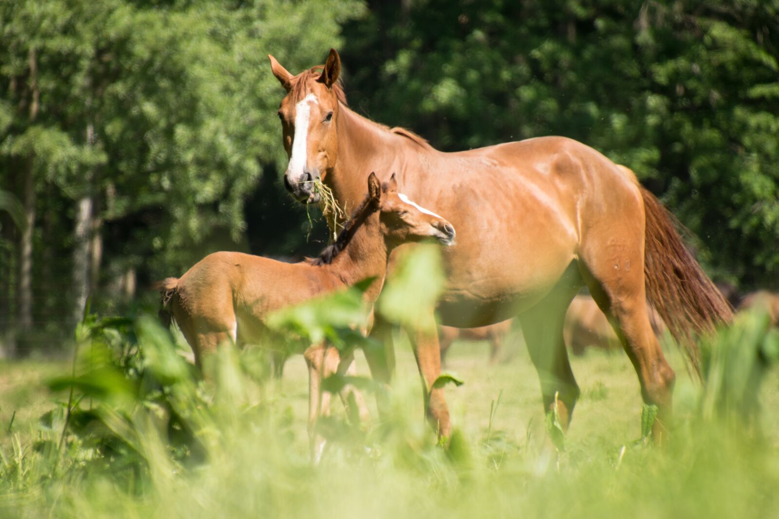 Nikon D3300 sample photo. Horses, foal, mare photography
