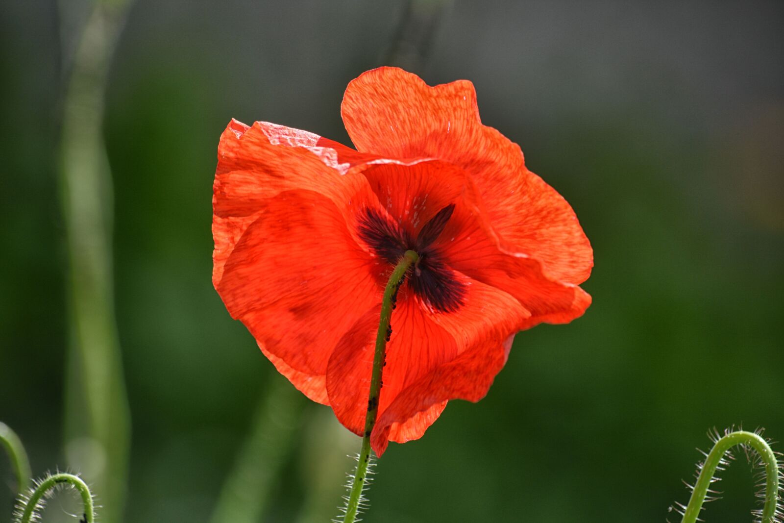 Nikon D5200 sample photo. Botanique, coquelicot, fleur, fleur photography