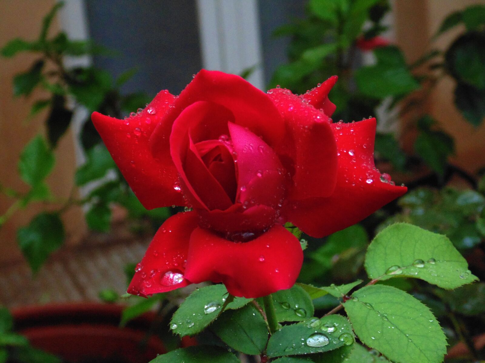 Sony Cyber-shot DSC-H200 sample photo. Rosa, flower, red rose photography