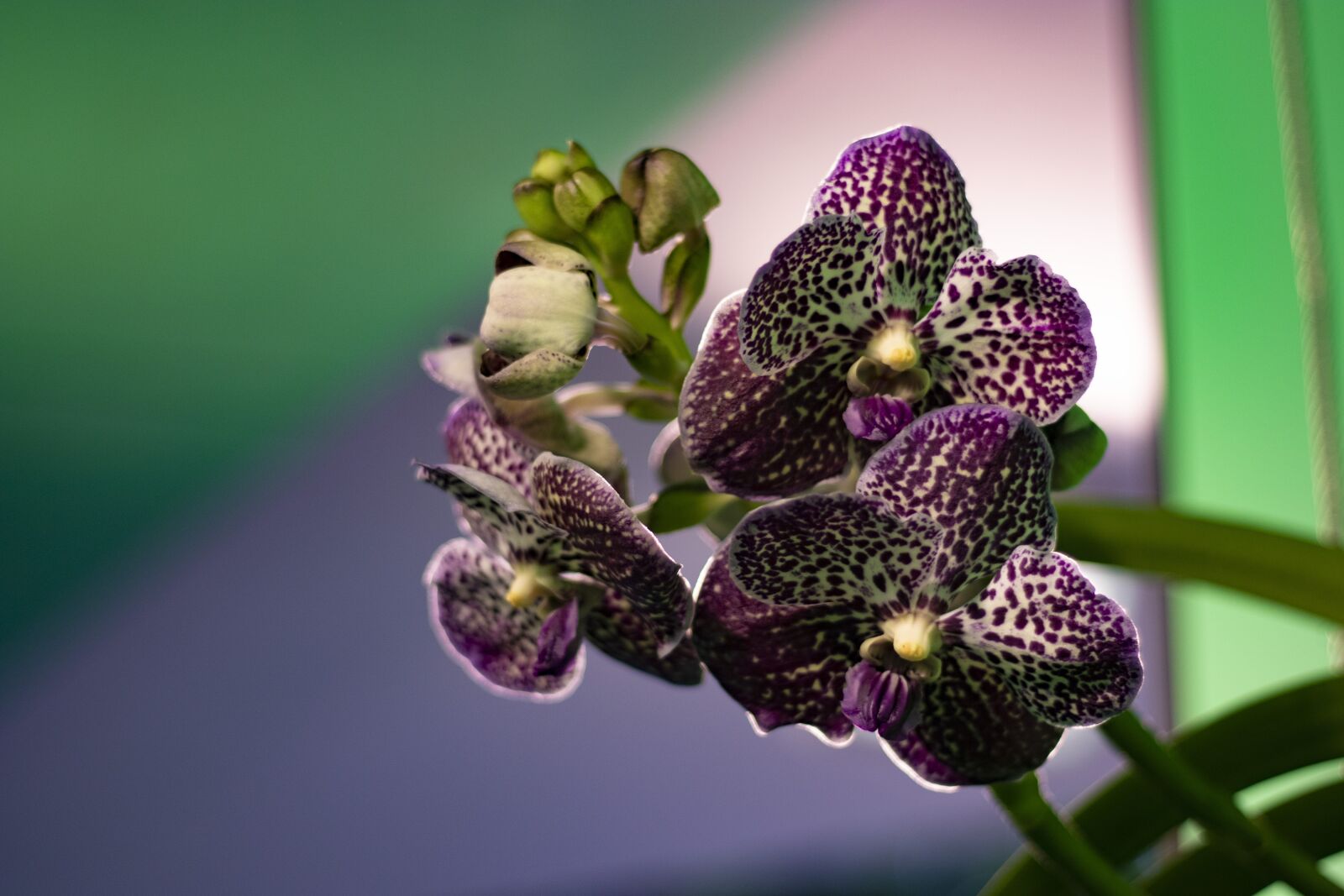 Canon EOS 200D (EOS Rebel SL2 / EOS Kiss X9) + Canon EF 50mm F1.8 STM sample photo. Orchid, flower, purple photography