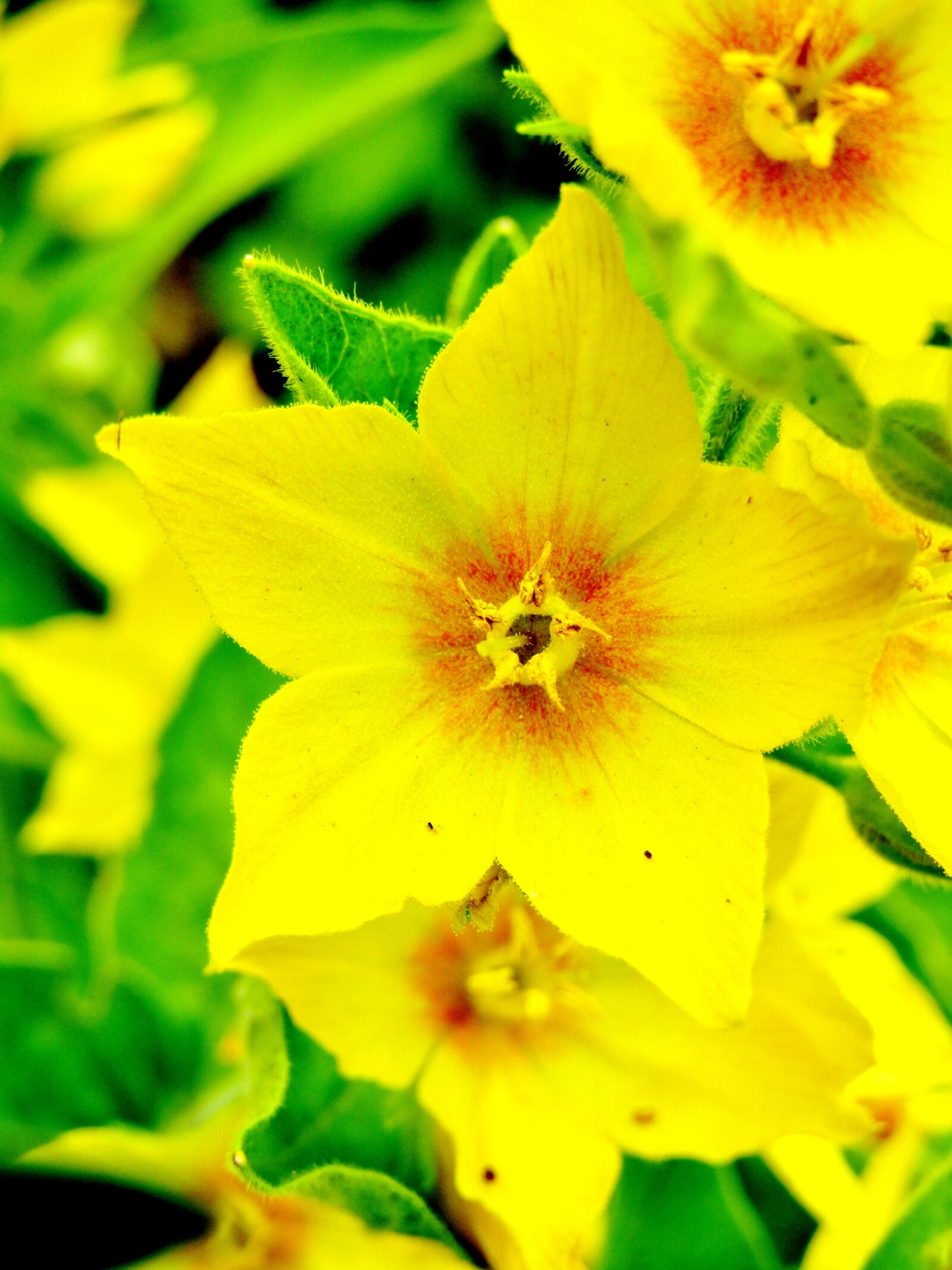 Canon POWERSHOT SX432 IS sample photo. Lysimachia punctata, goldfelberich, yellow photography