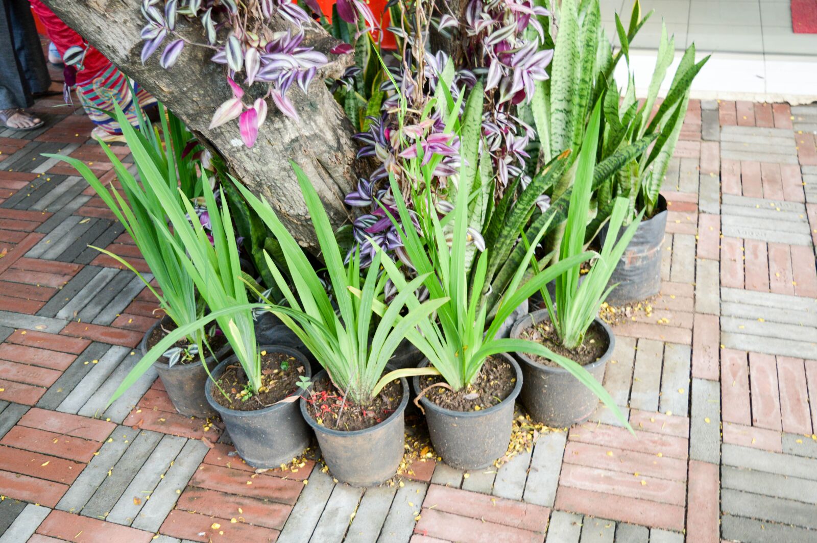Nikon D3200 sample photo. Garden, plant, bloom photography