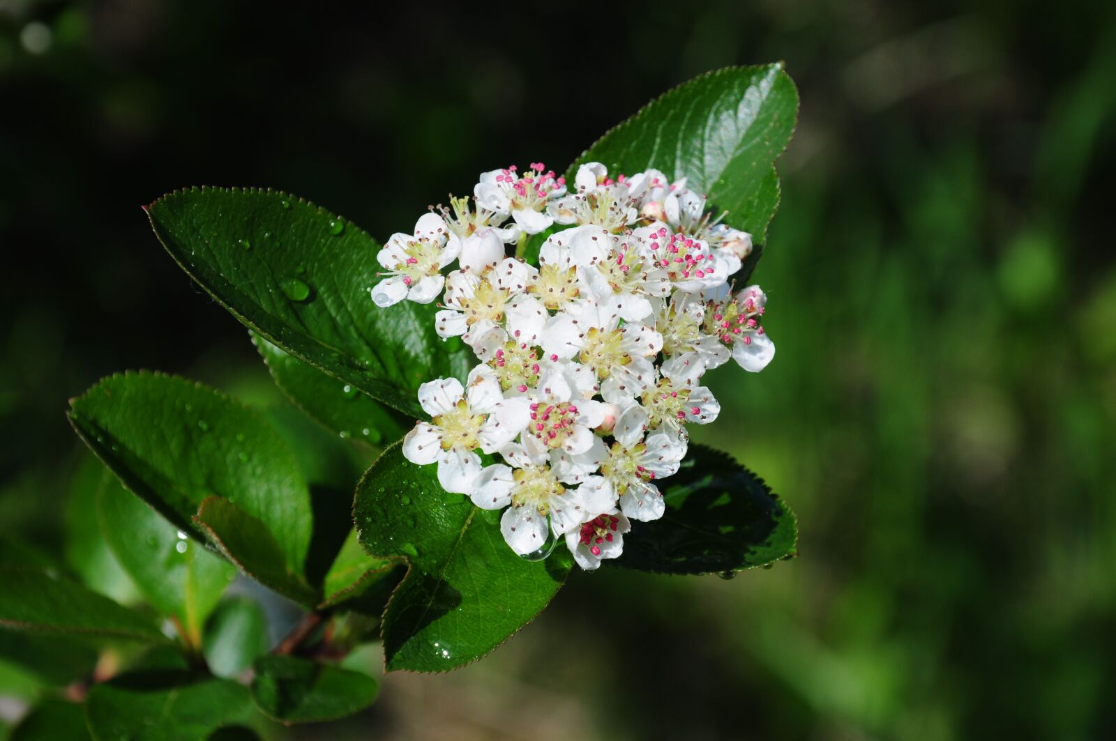 Nikon D5000 sample photo. Cherry blossoms, plant, tree photography