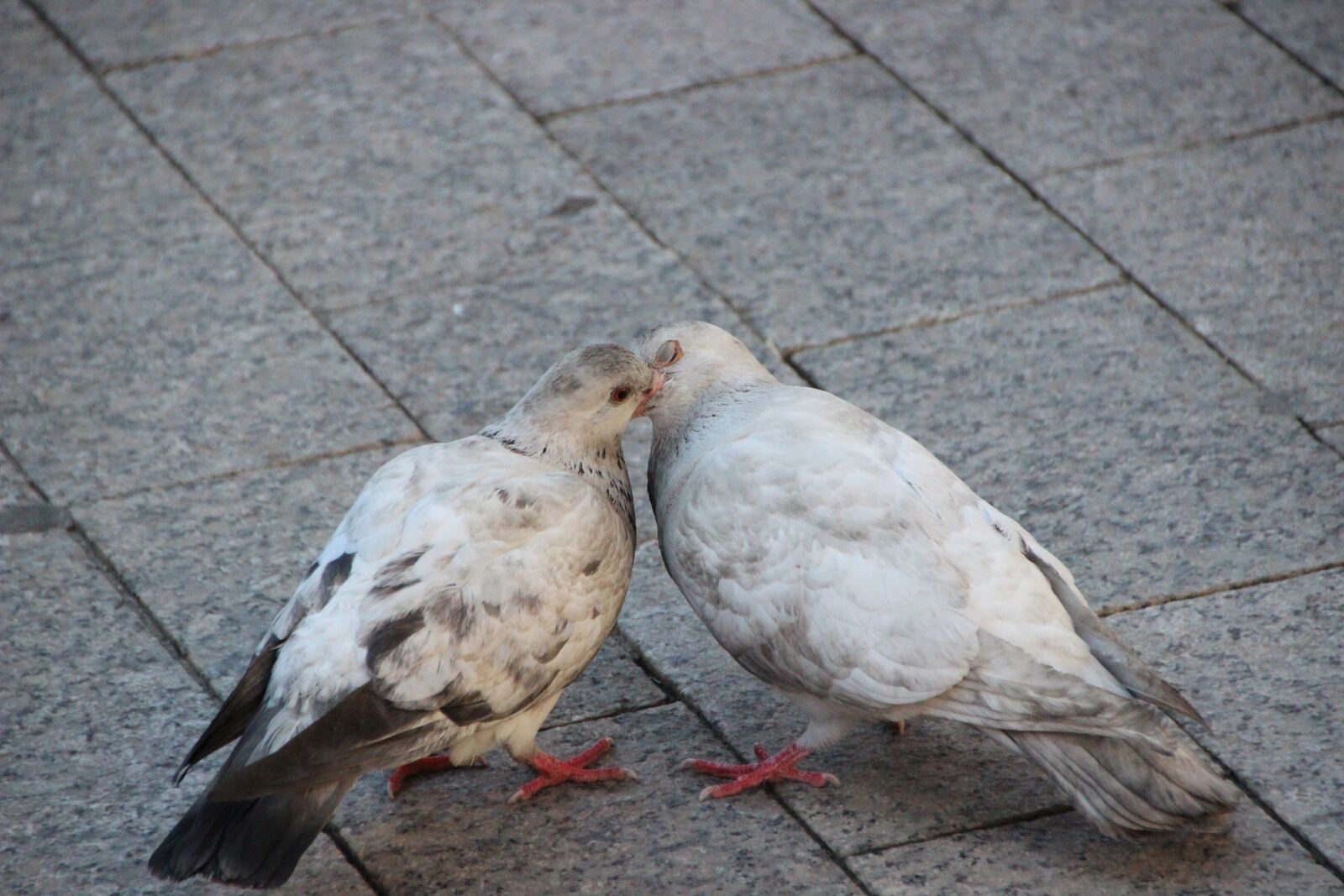 Canon EOS 600D (Rebel EOS T3i / EOS Kiss X5) sample photo. Pigeons, lovebirds, balz photography