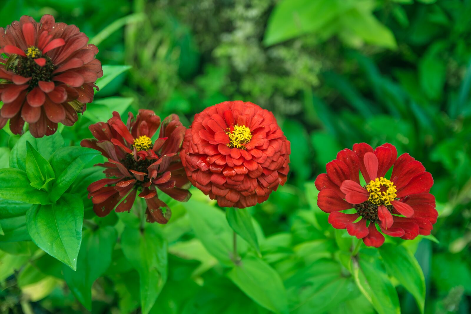 Nikon D7200 sample photo. Flowers, plants, zinnia photography