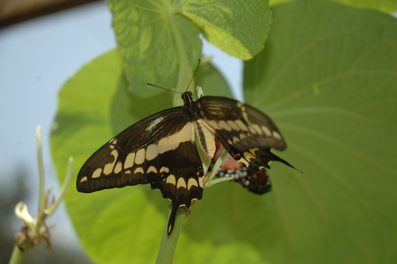 Nikon D70 sample photo. Butterflies, butterfly, siproeta, stelenes photography