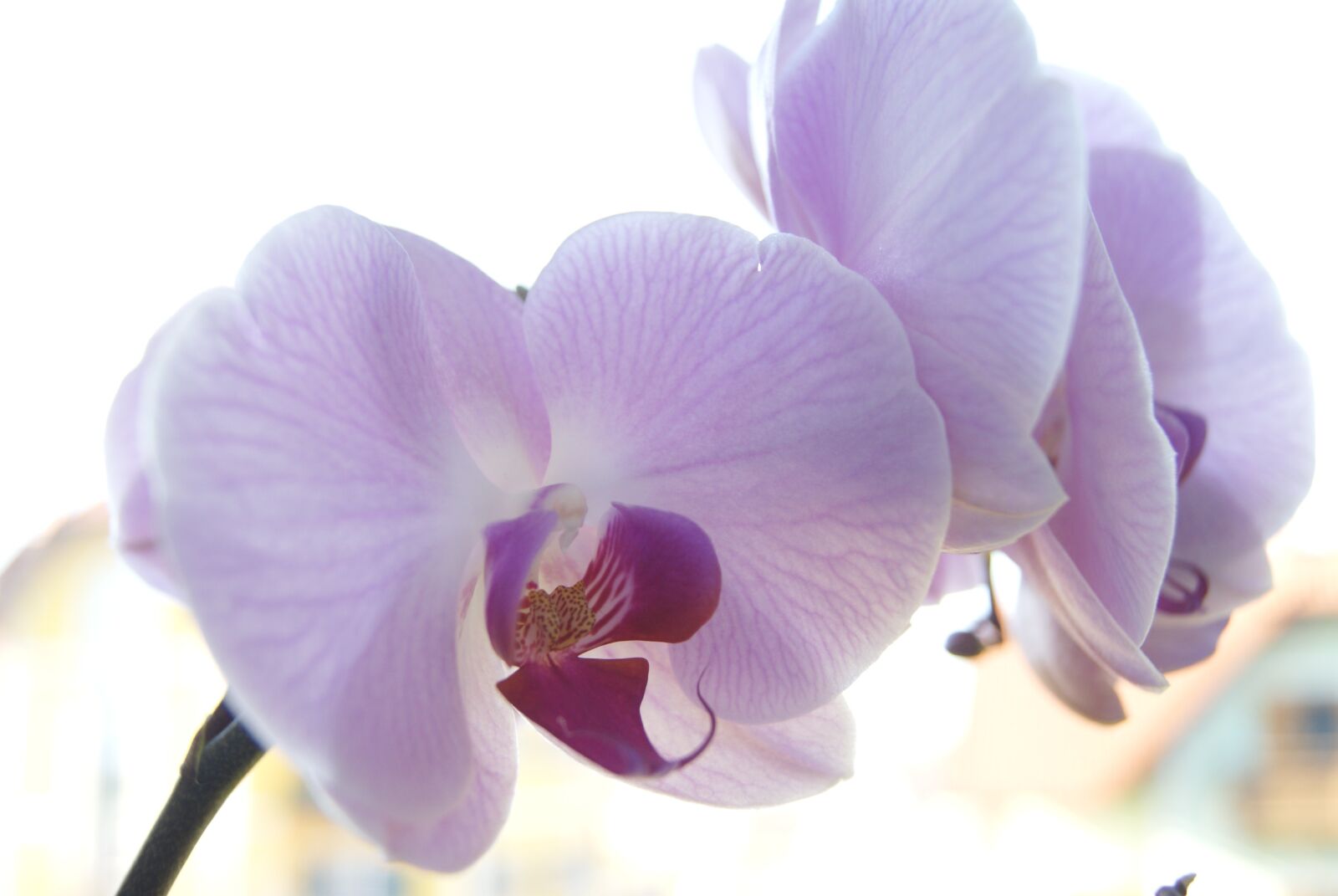 Sony Alpha DSLR-A200 sample photo. Orchid, flowers, spring photography