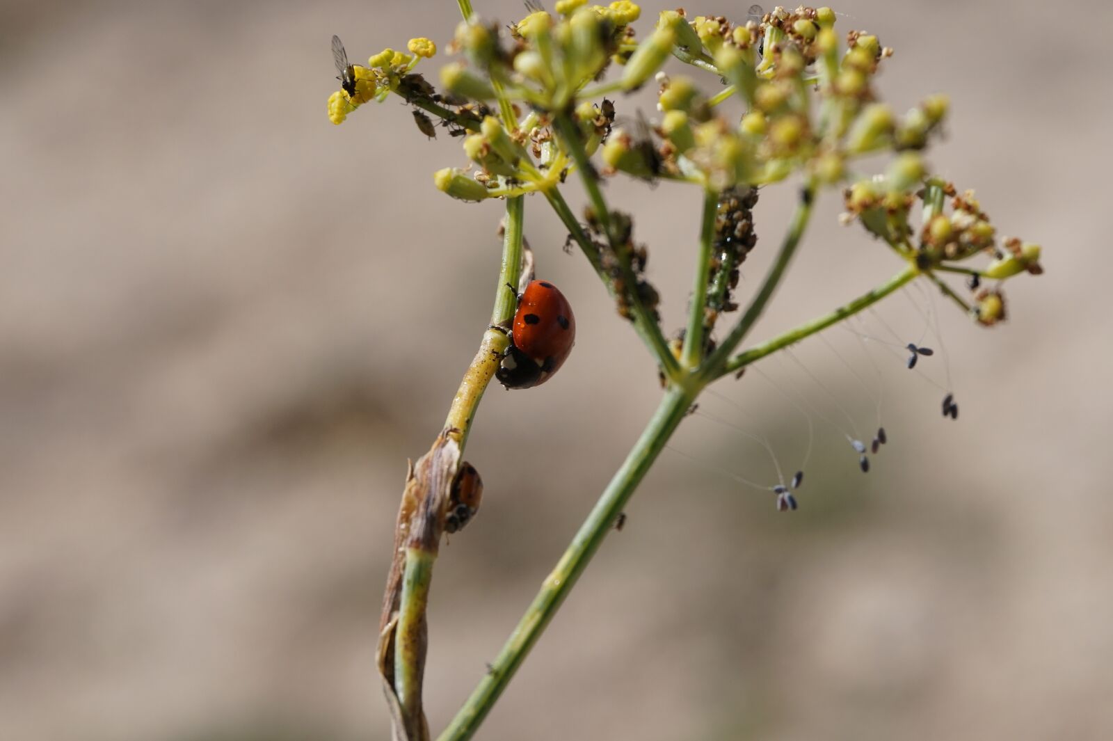 Sony Alpha a5000 (ILCE 5000) sample photo. Ladybug, nature, insects photography