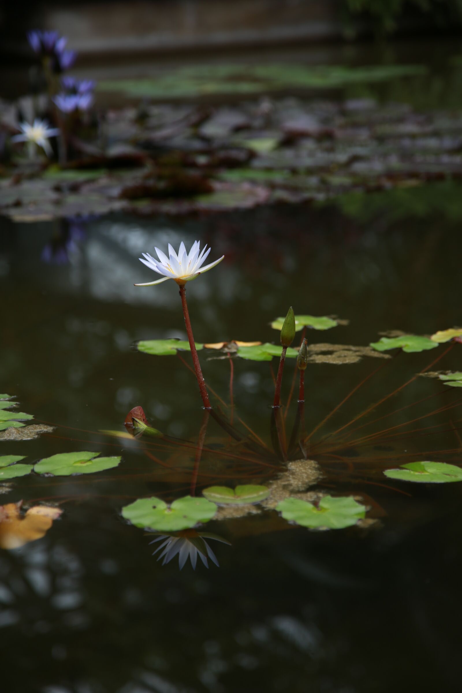 Canon EOS 6D + Canon EF 24-105mm F4L IS USM sample photo. Lotus, water lilies, pond photography