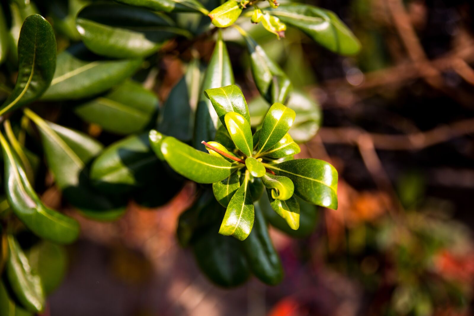Canon EOS 5D Mark III sample photo. Qingdao, autumn, close-up photography