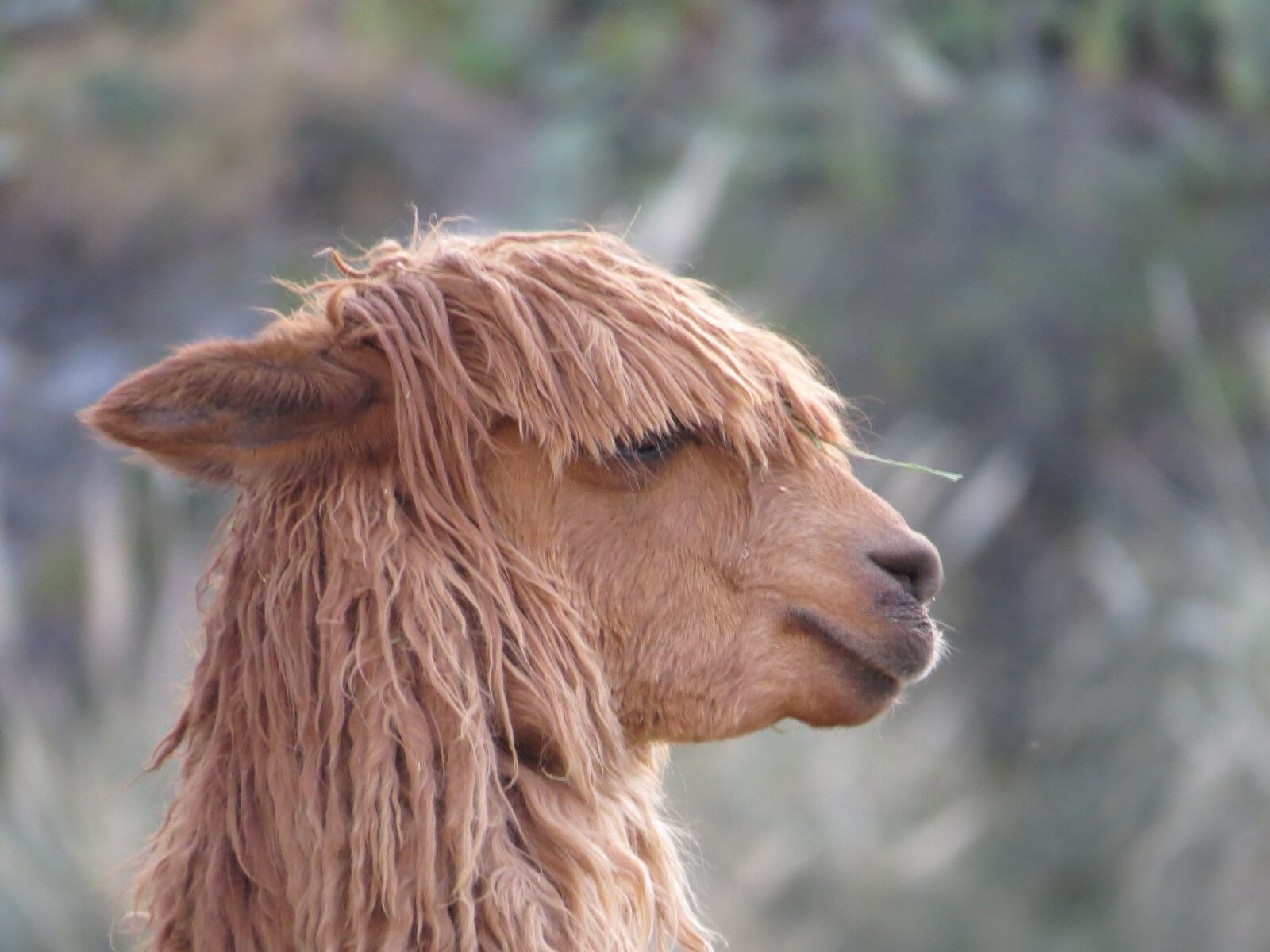 Canon PowerShot SX50 HS sample photo. Alpaca, peru, plateau photography