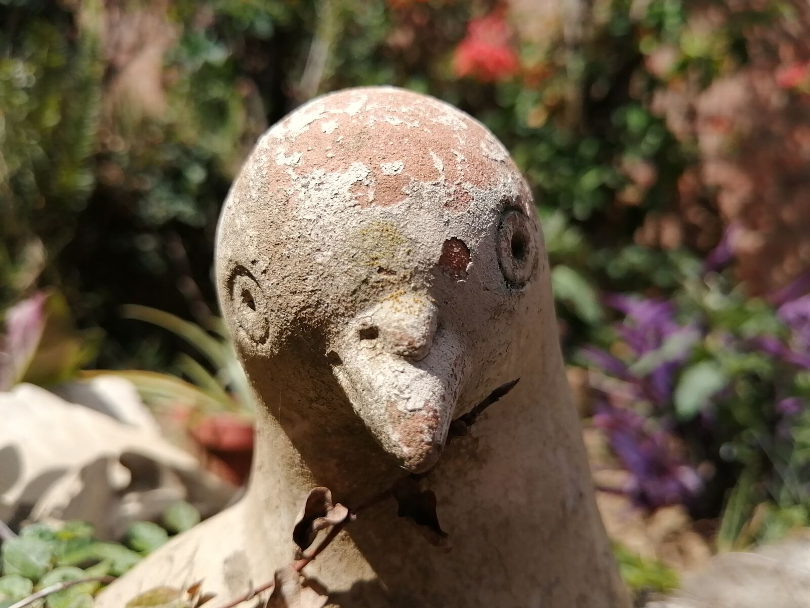 HUAWEI P30 LITE sample photo. Paloma, flowerpot, garden photography