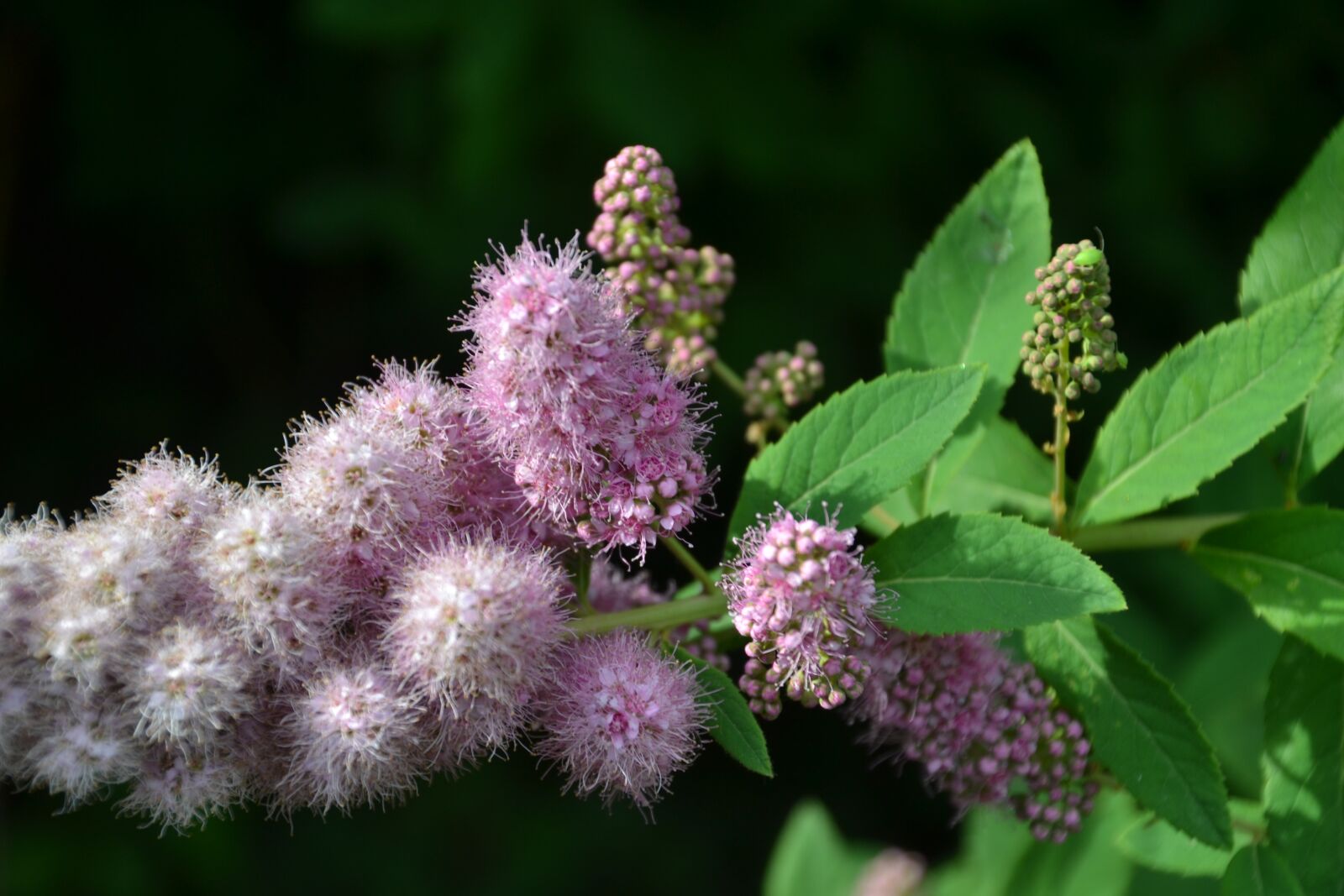 Nikon D3100 sample photo. Flower, blossom, bloom photography