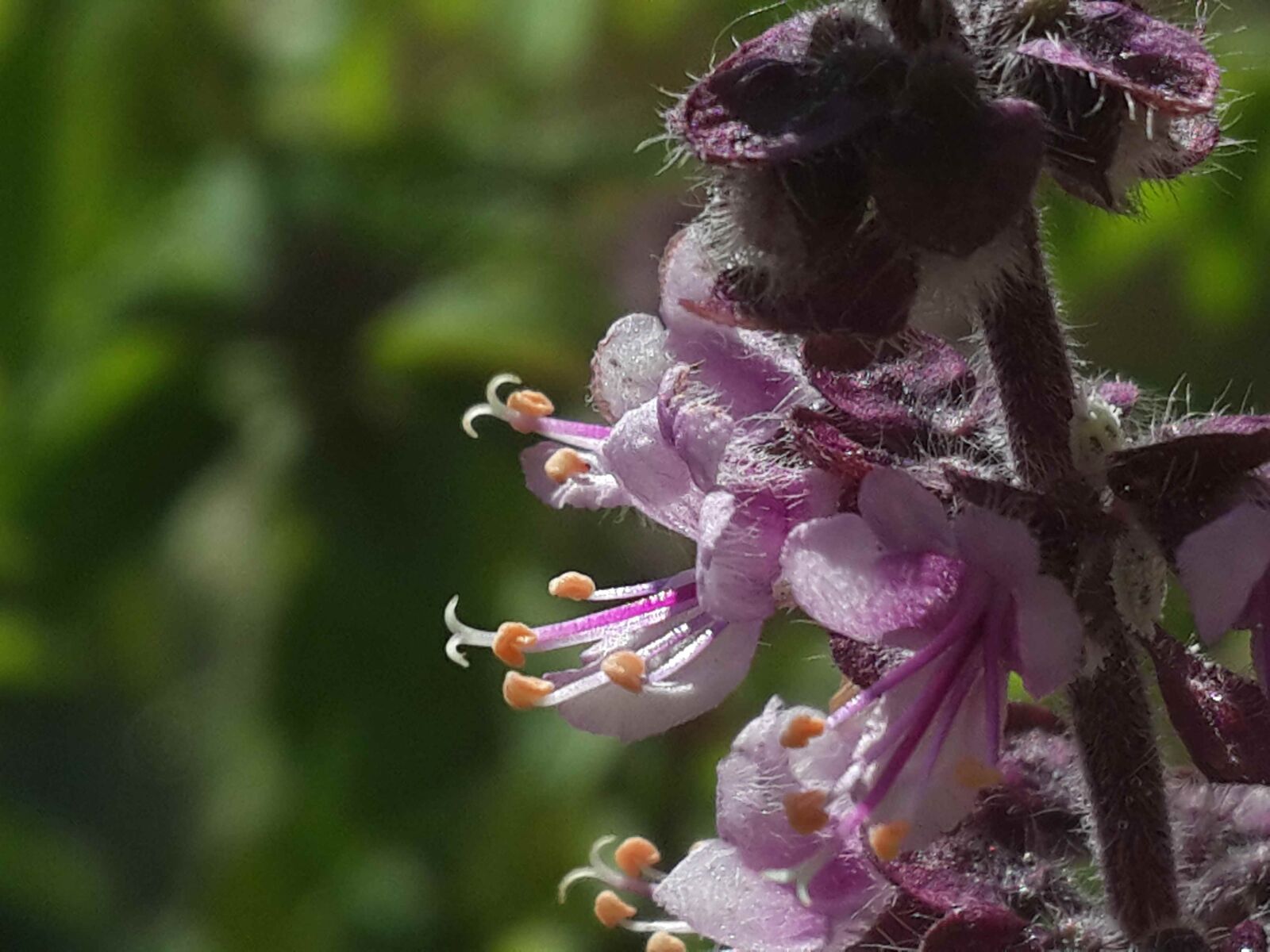 Samsung Galaxy S4 sample photo. Flower, nature, natural photography