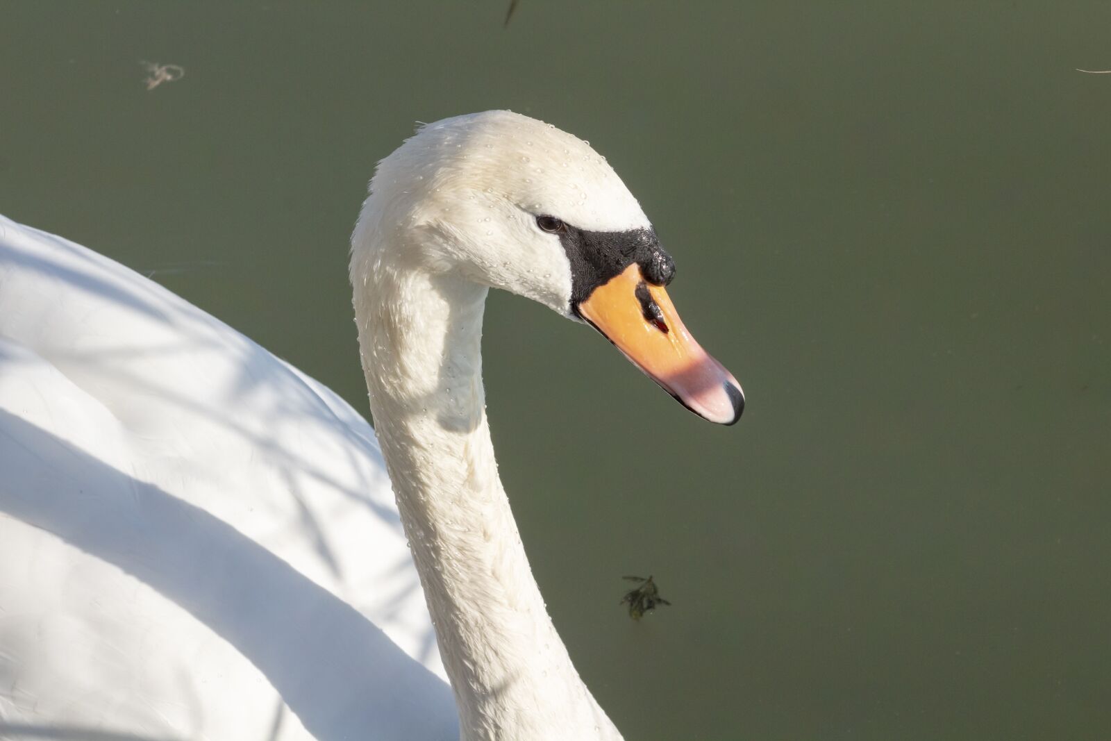 Canon EF75-300mm f/4-5.6 sample photo. Mute swan, bird, swim photography
