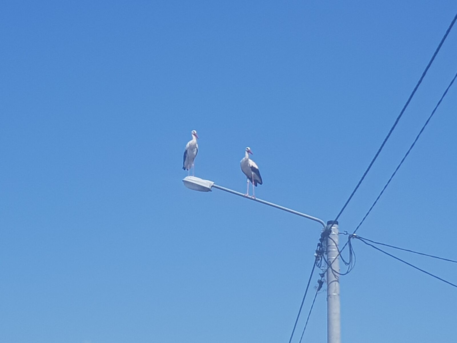 Samsung Galaxy S8 sample photo. Storks, spring, stork photography