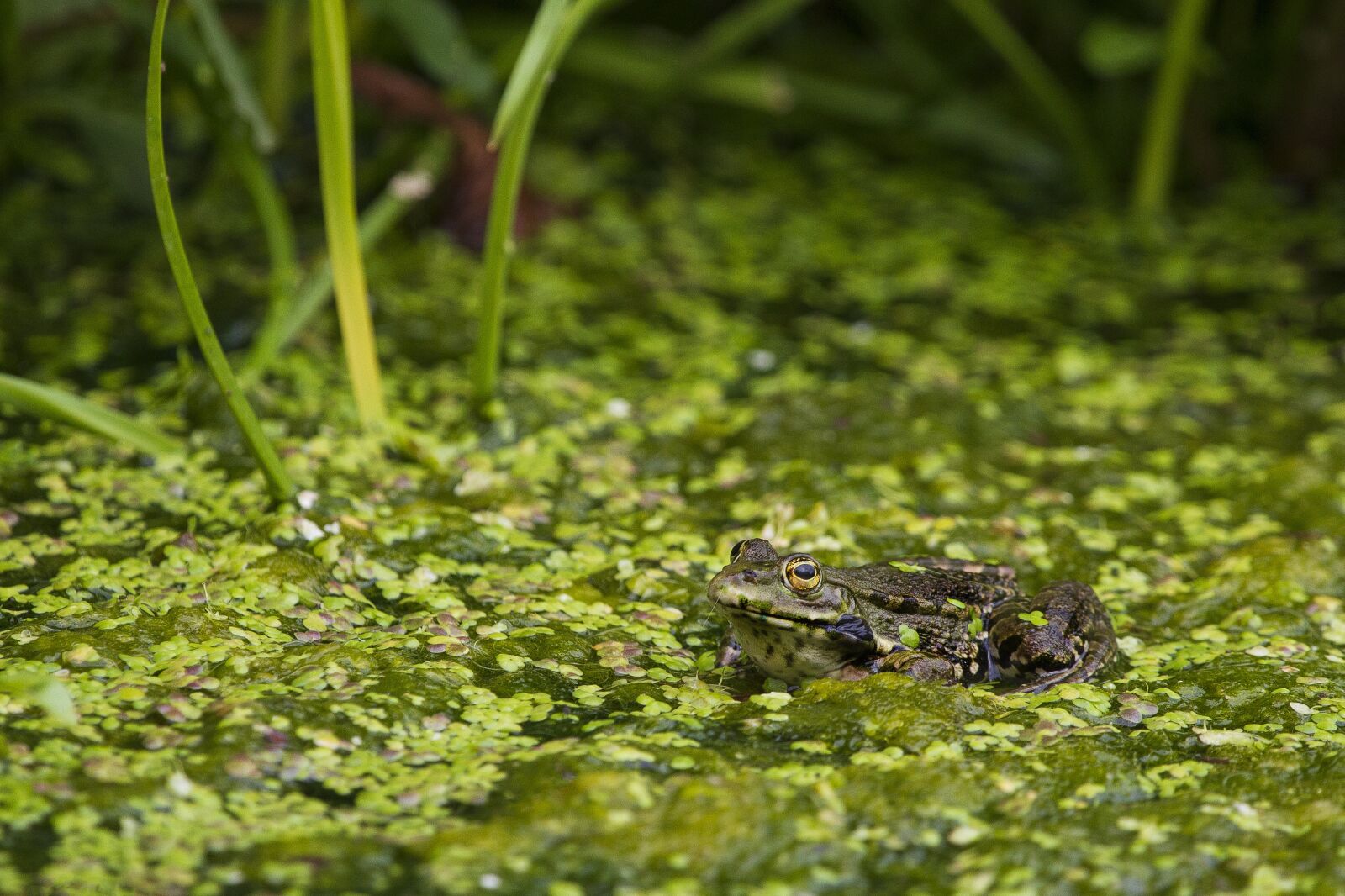 Canon EOS 7D sample photo. Animal, vert, frog photography
