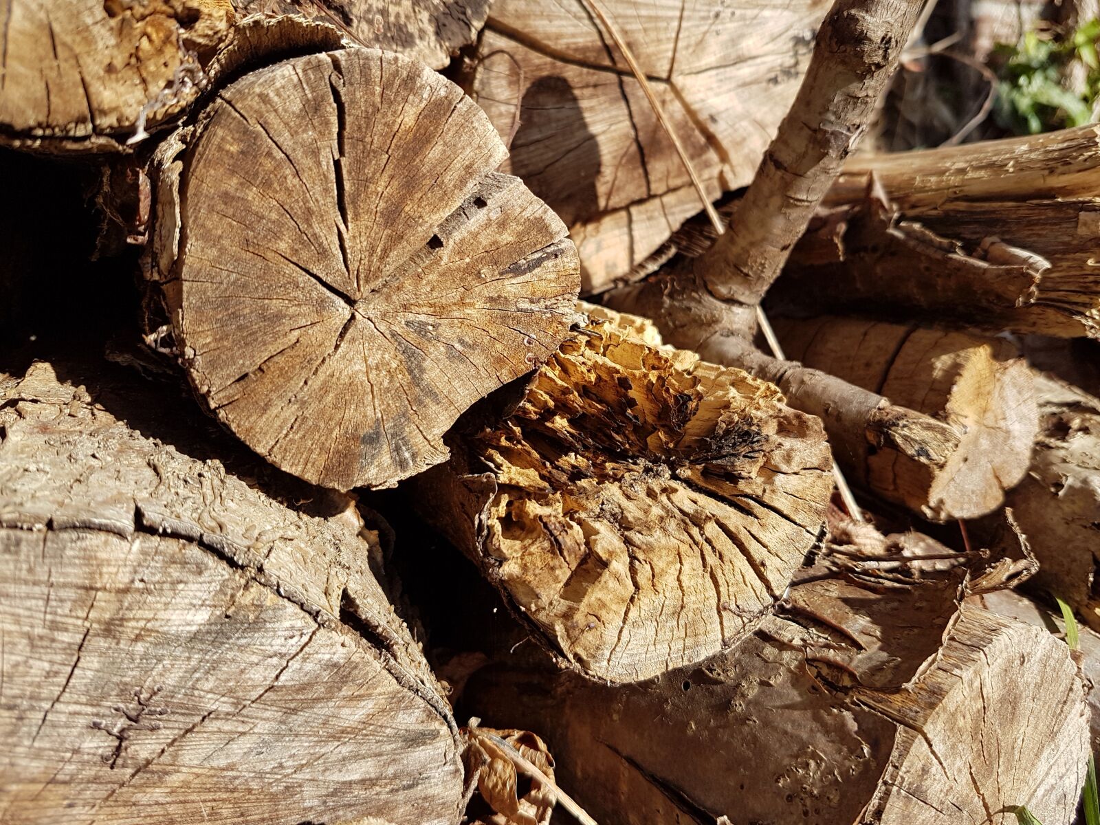 Samsung Galaxy S7 sample photo. Wood, old, tree photography