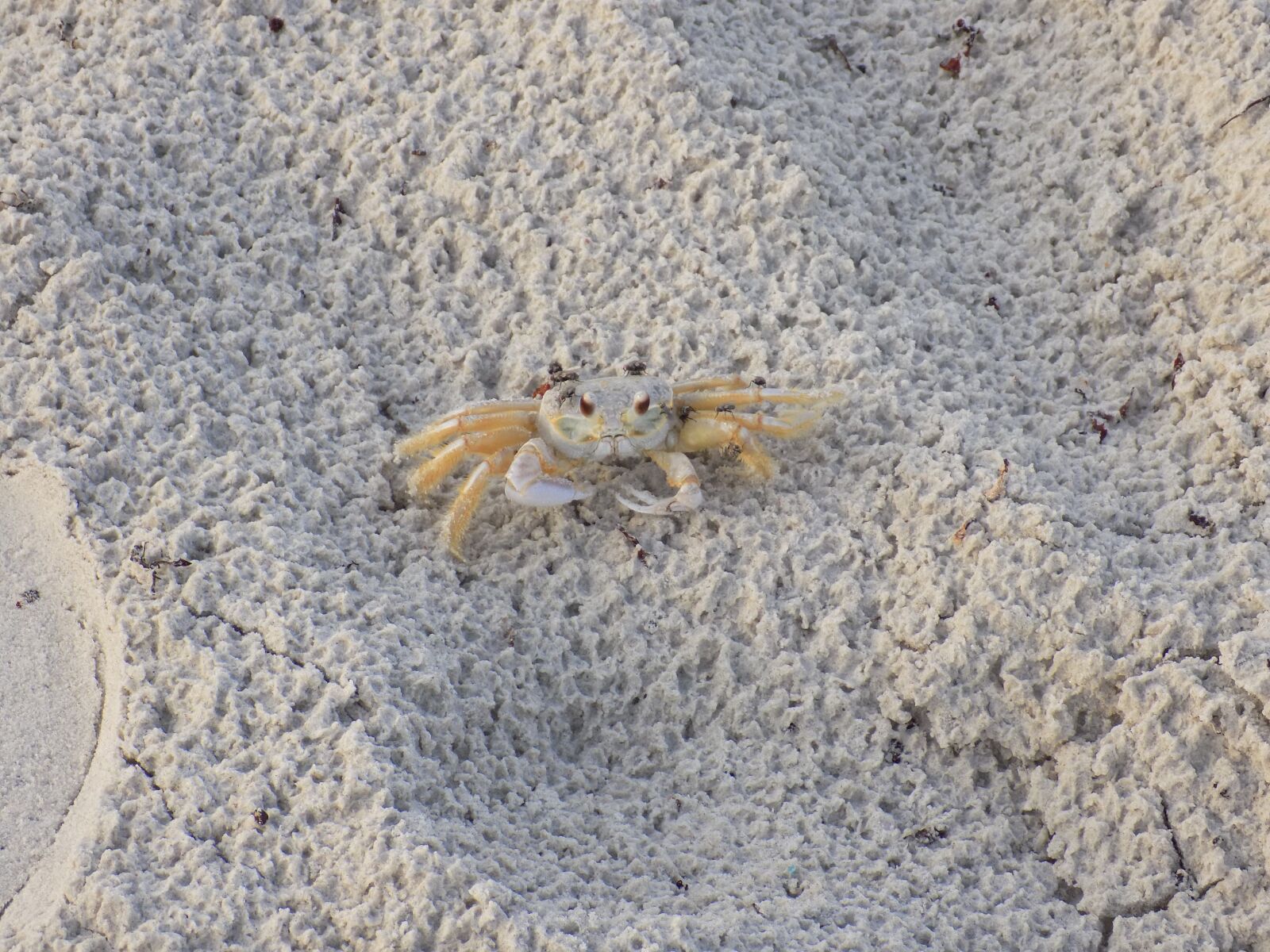 Nikon COOLPIX L330 sample photo. Crab, coast, beach photography